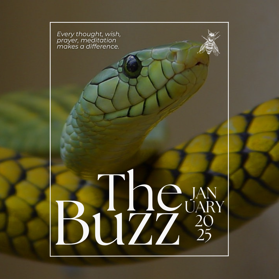 The Buzz: January 2025