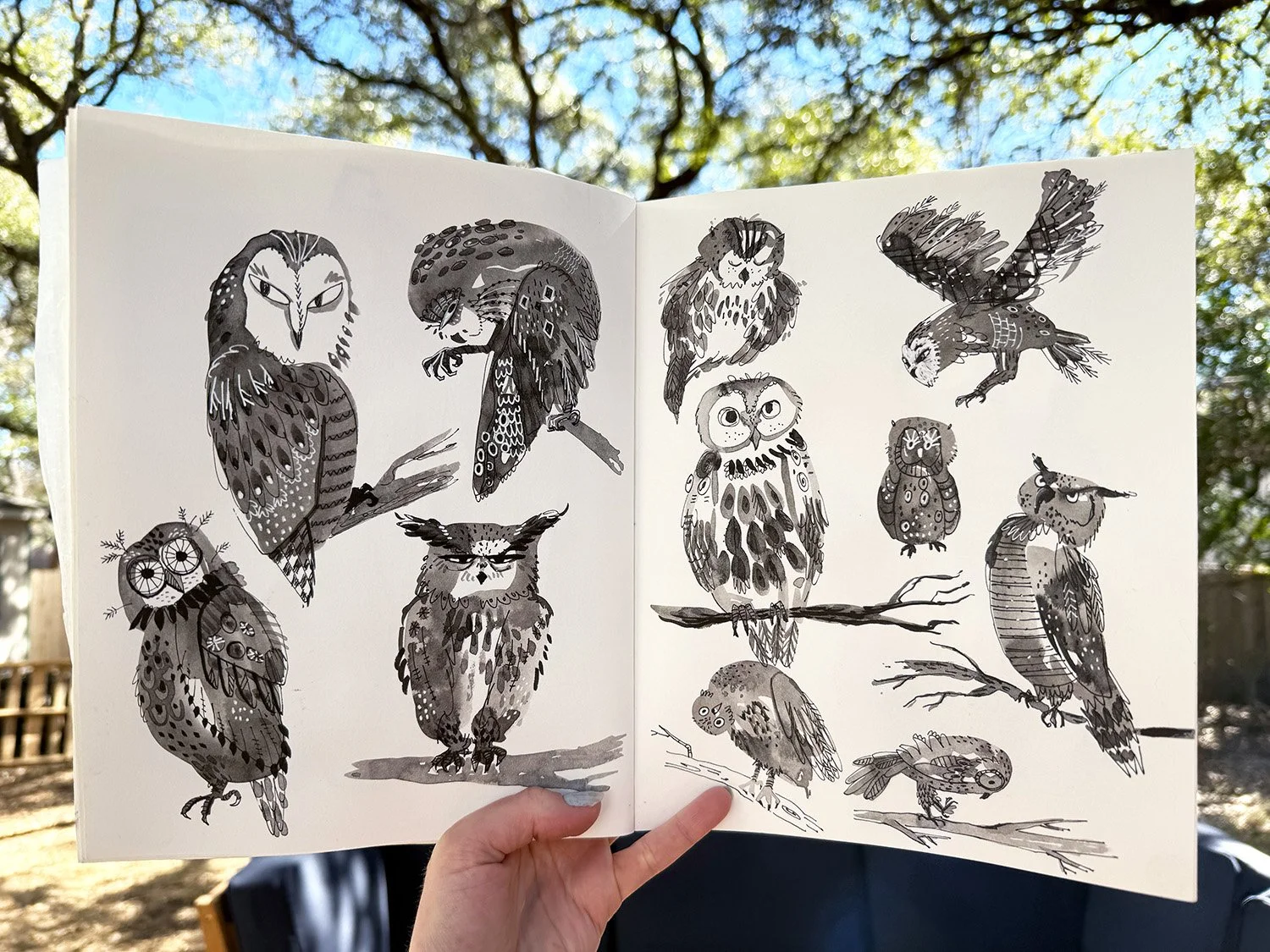 Owls_bookillustration_zoeandersen.jpg