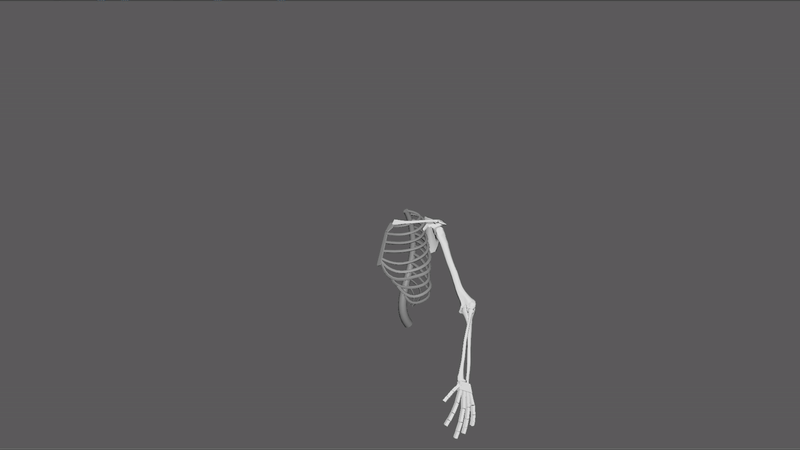 Rigging/Anatomy - Human Arm Bones