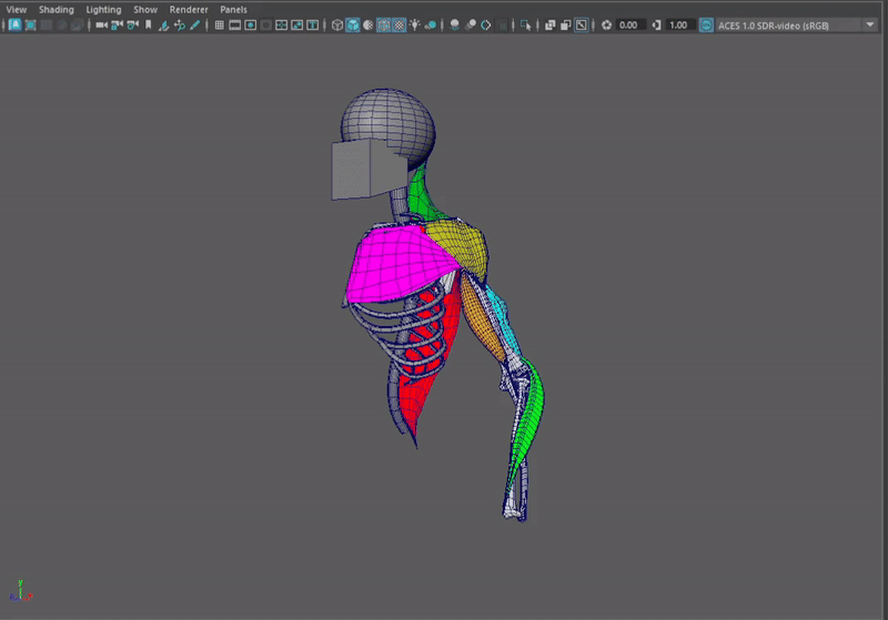 Exploring the Muscles and Topology of the Upper Body