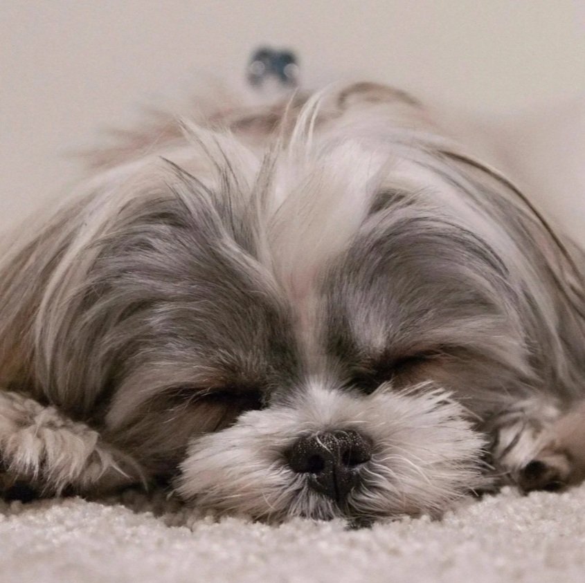 small dog sleeping in Las Vegas dog boarding