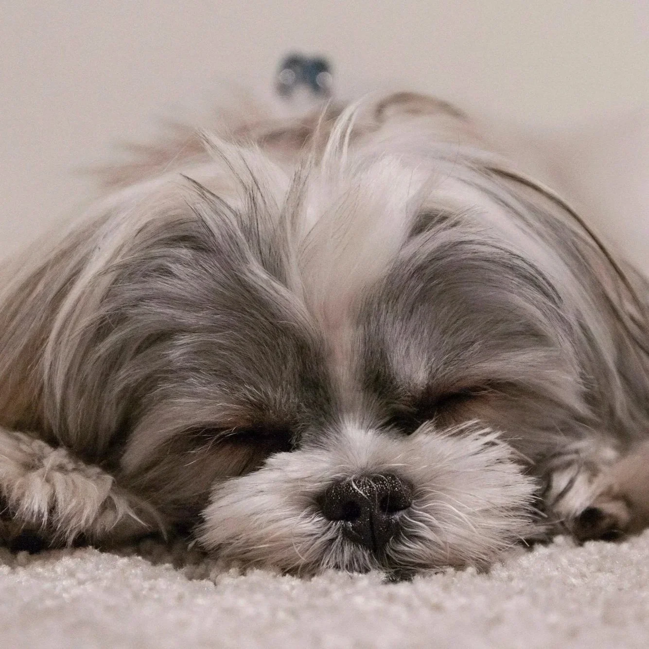 small dog sleeping in dog boarding
