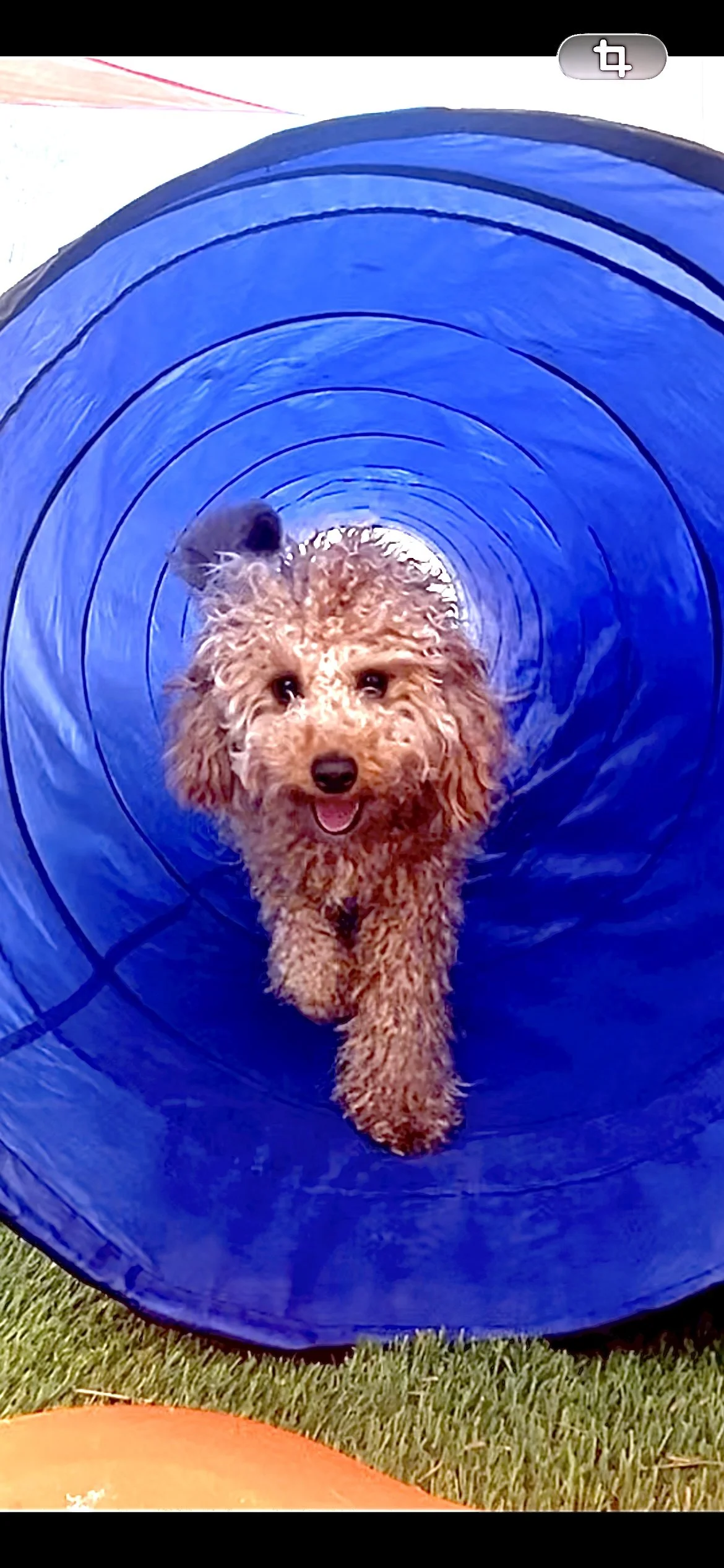 How Dog Daycare Helps with Socialization &amp; Confidence in Las Vegas &amp; Henderson