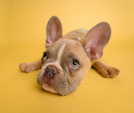 Why You Should Avoid Board-and-Train Dog Training Programs in Las Vegas &amp; Henderson