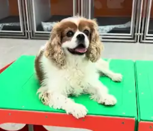 Best Dog Boarding in Henderson, NV: Finding the Best Fit for Your Pup