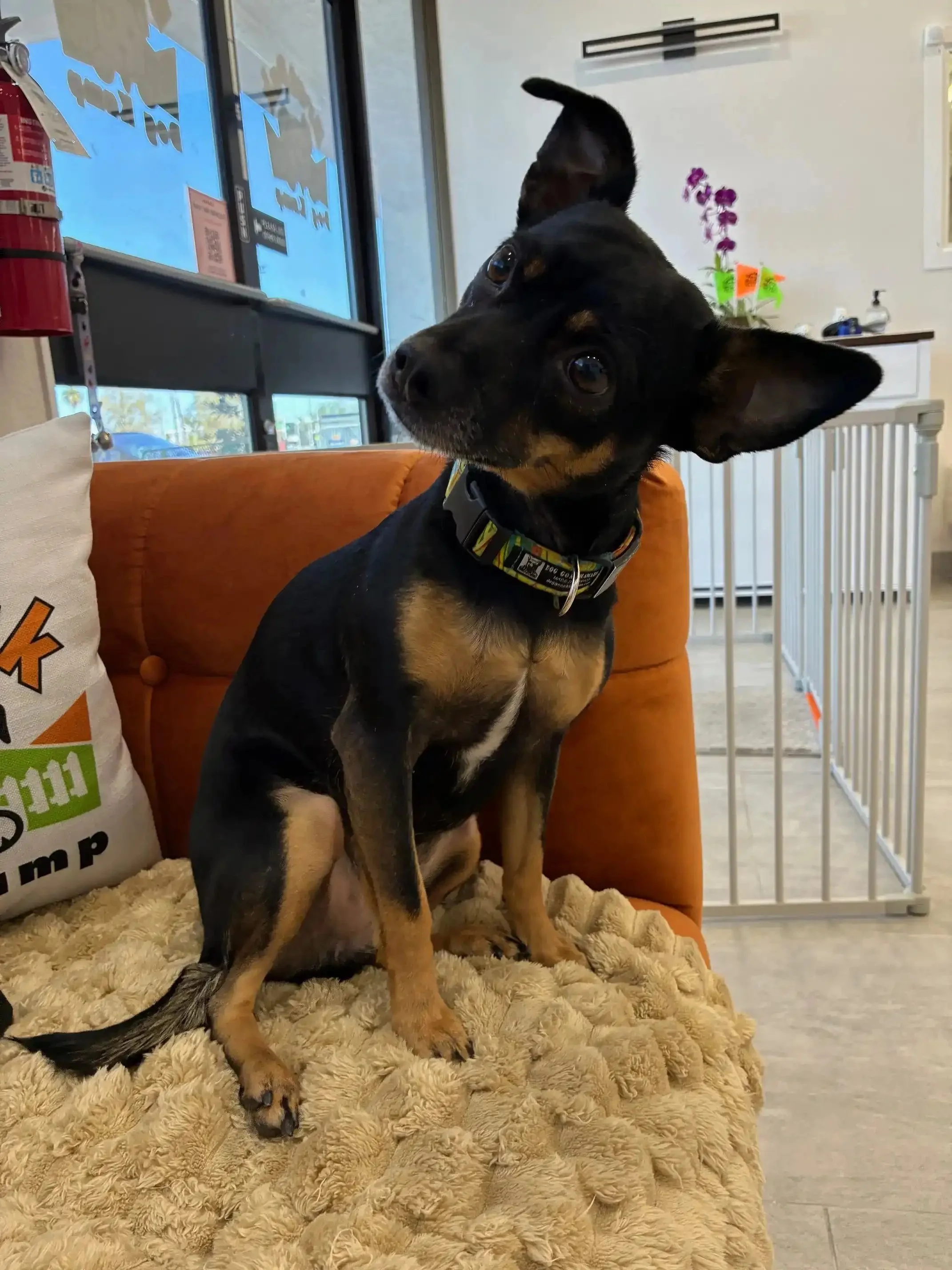 How to Choose a Dog Daycare in Henderson, NV: What Local pup parents Should Know