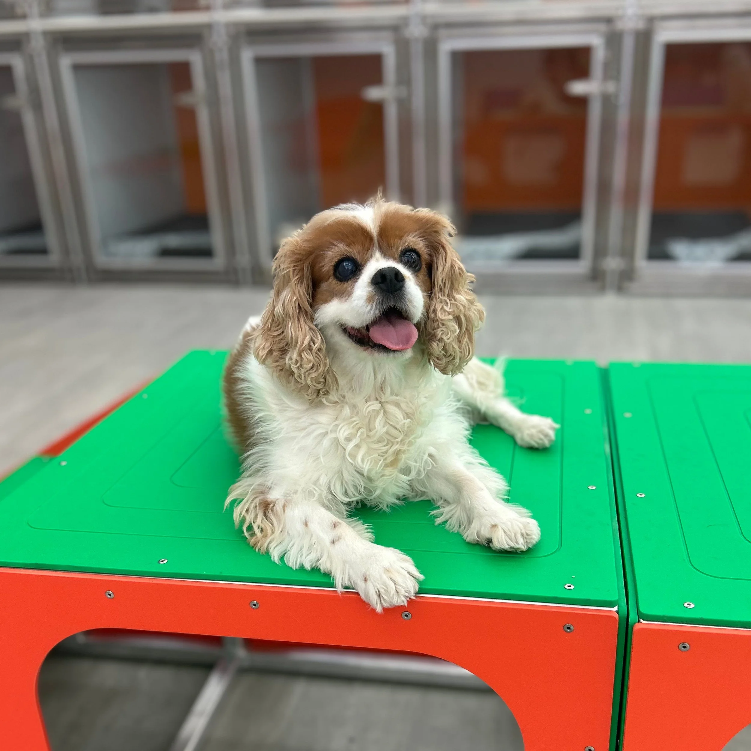 How to Choose a Dog Trainer in Henderson, NV (What Matters—and What Doesn’t)