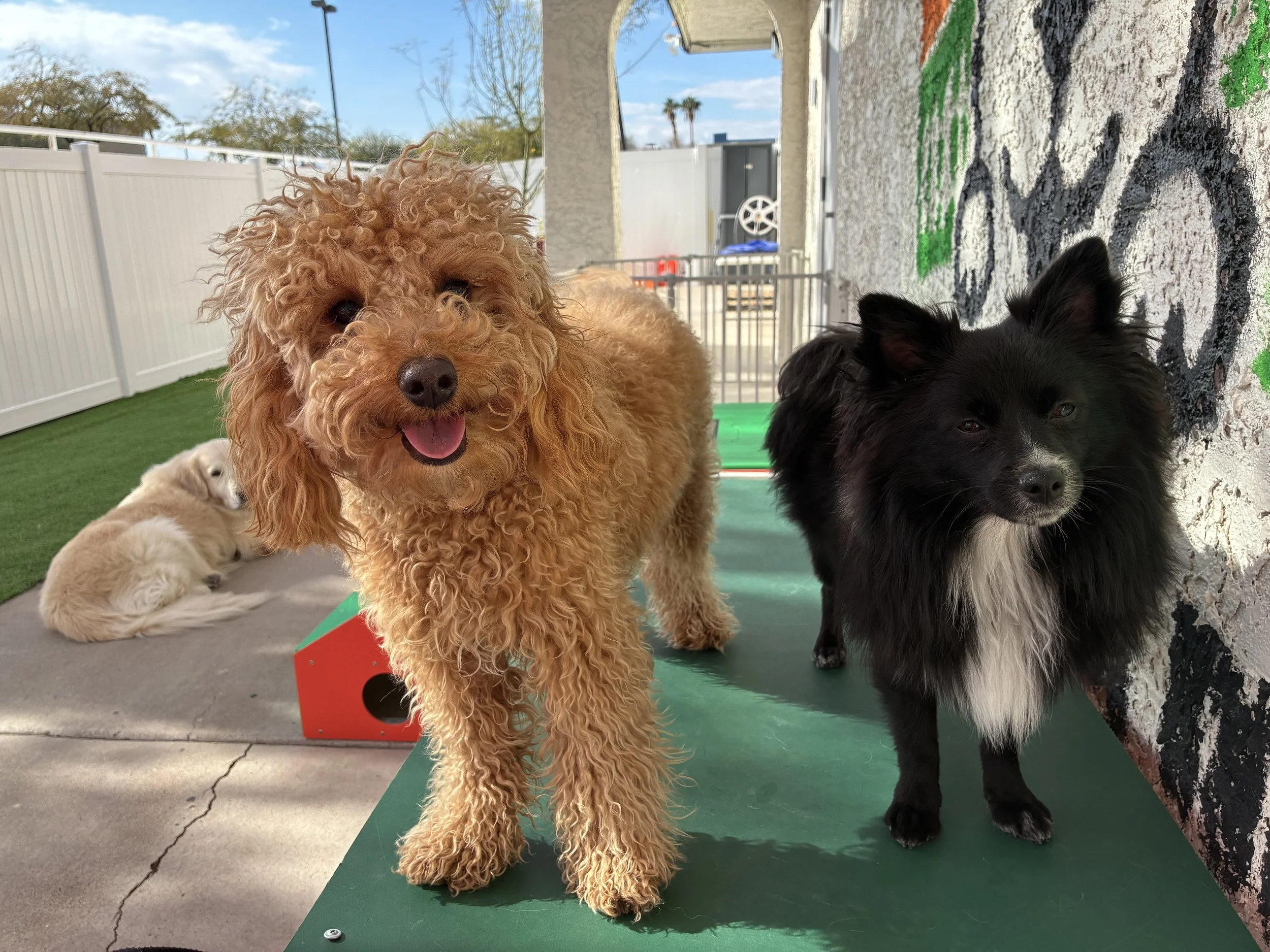 two dogs playing in cage-free dog daycare in las vegas