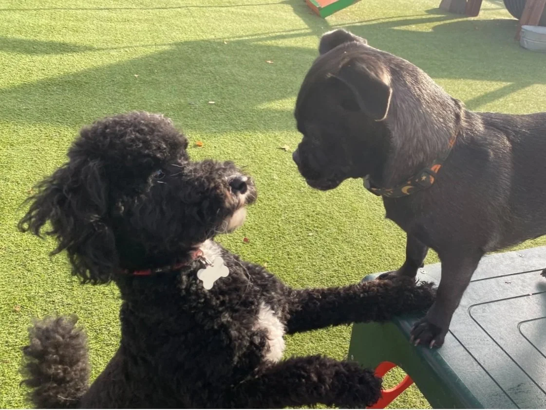Two dogs, a black poodle and a black pug, are touching noses and looking at each other, standing on a grassy outdoor area.