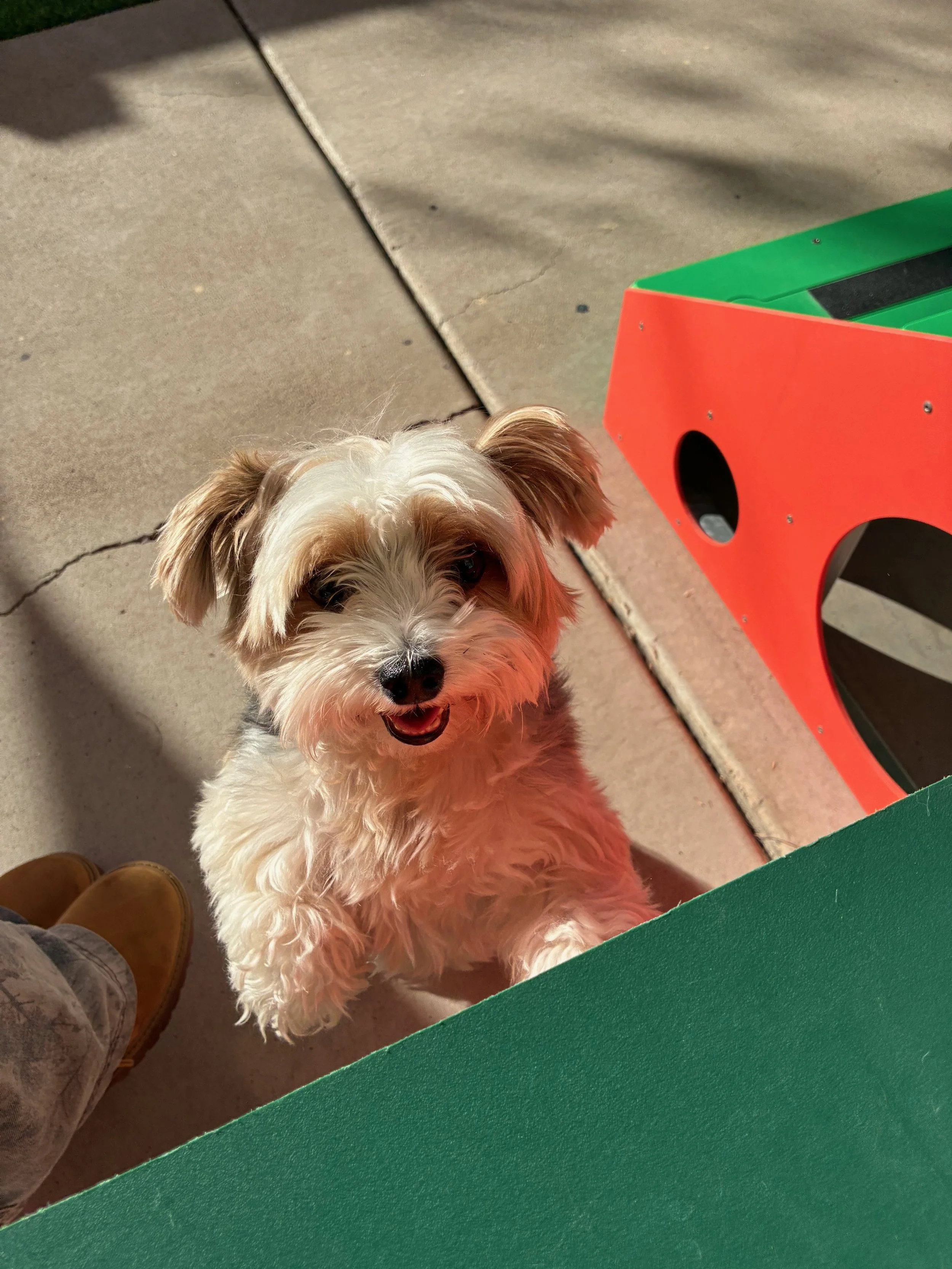 cute dog smiling at BratPak Dog Kamp