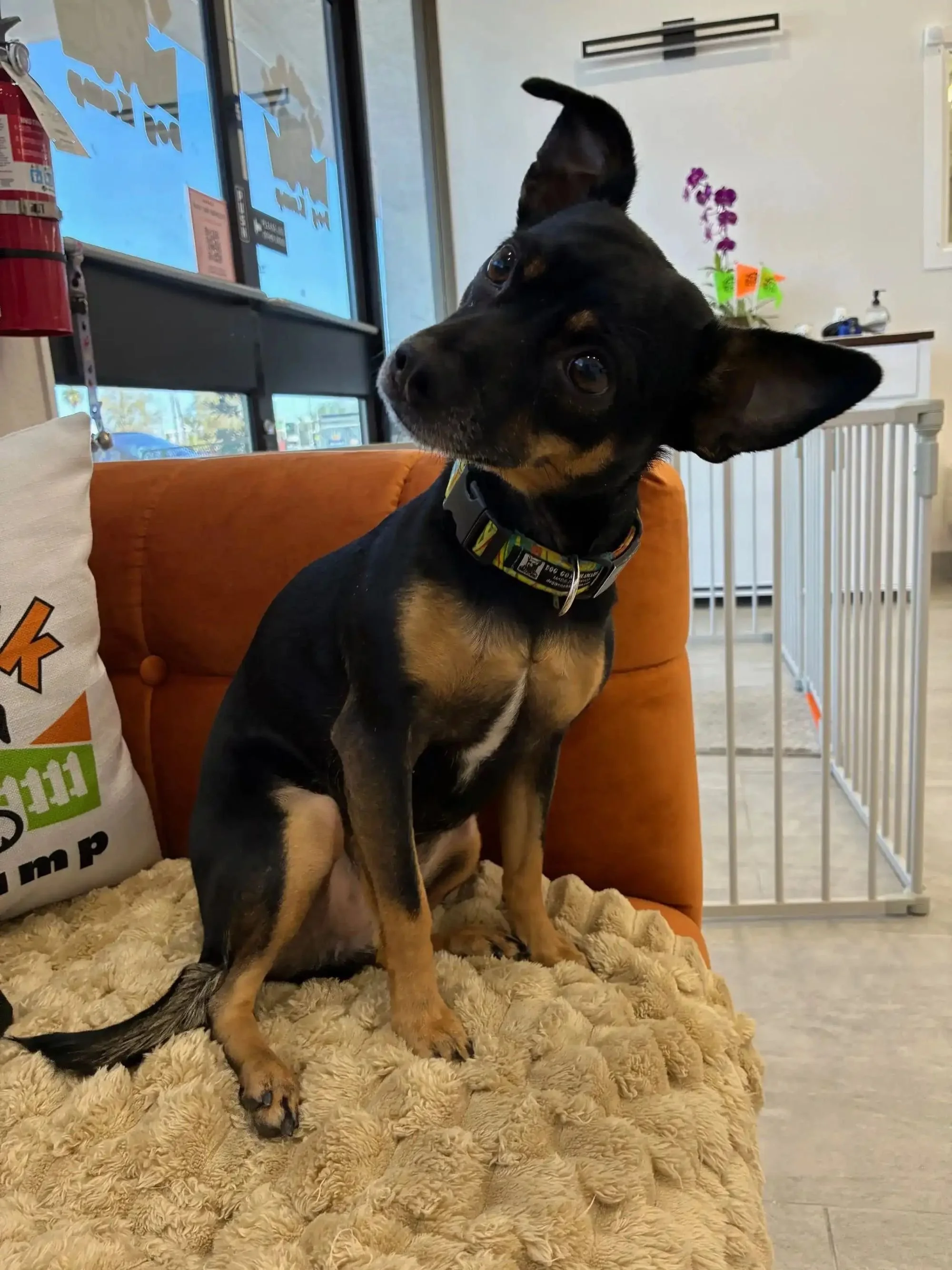cute black dog on couch at best dog daycare in Henderson NV