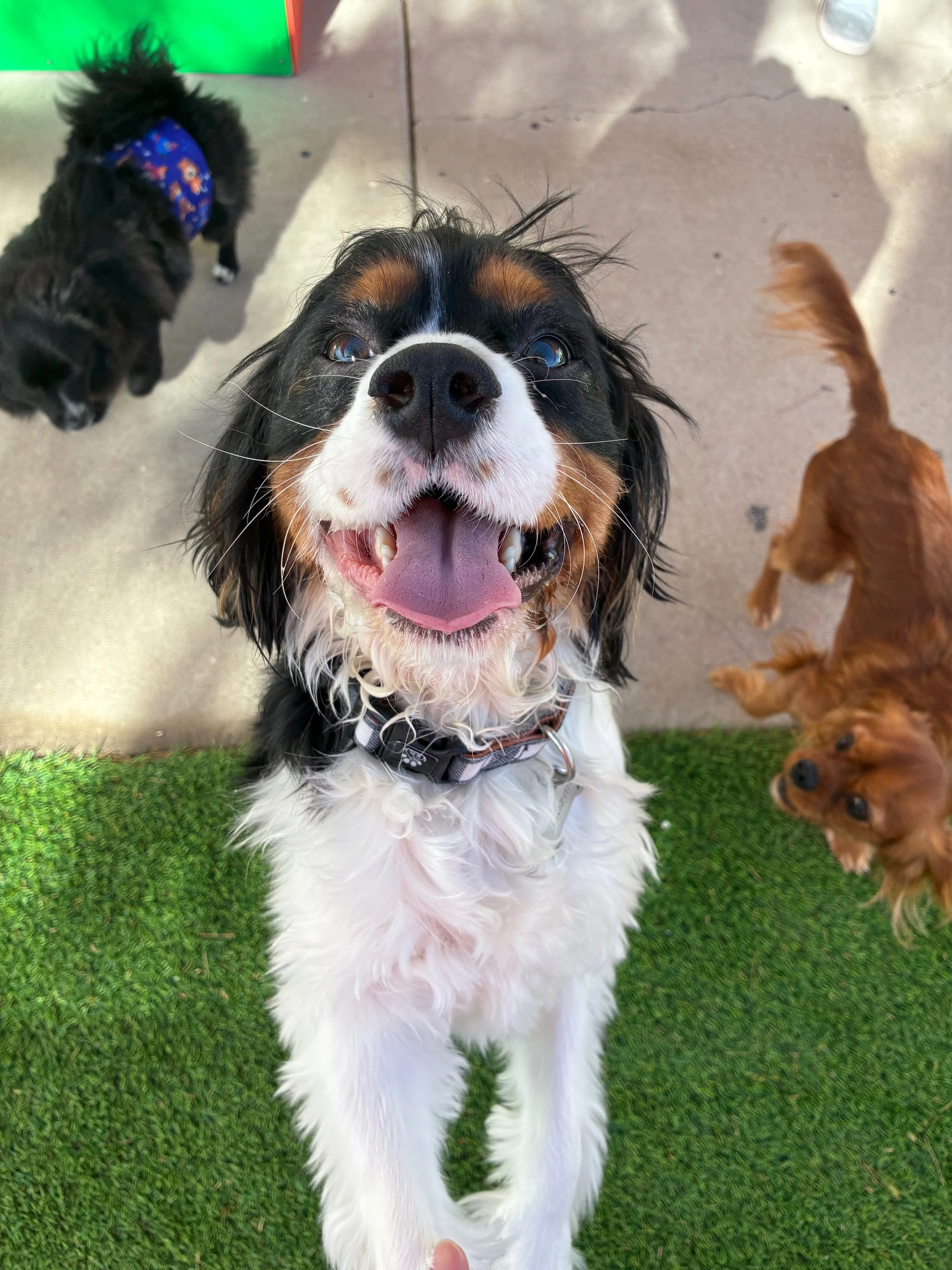 happy dog in dog daycare in henderson, nv