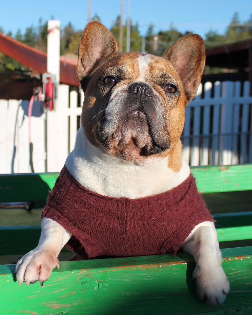 A French Bulldog with fawn-colored fur and white markings on its chest, wearing a maroon sweater, sitting on a green bench outdoors during daytime, with a white picket fence and trees in the background.