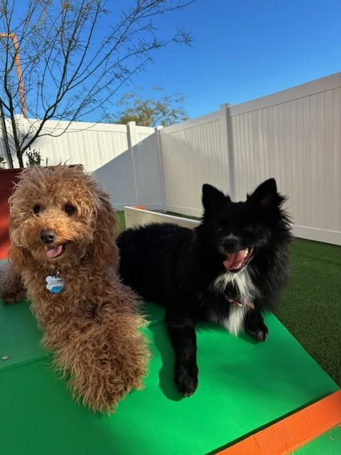Two dogs sitting on a colorful play structure in a backyard with a white fence, green artificial turf, and blue sky.