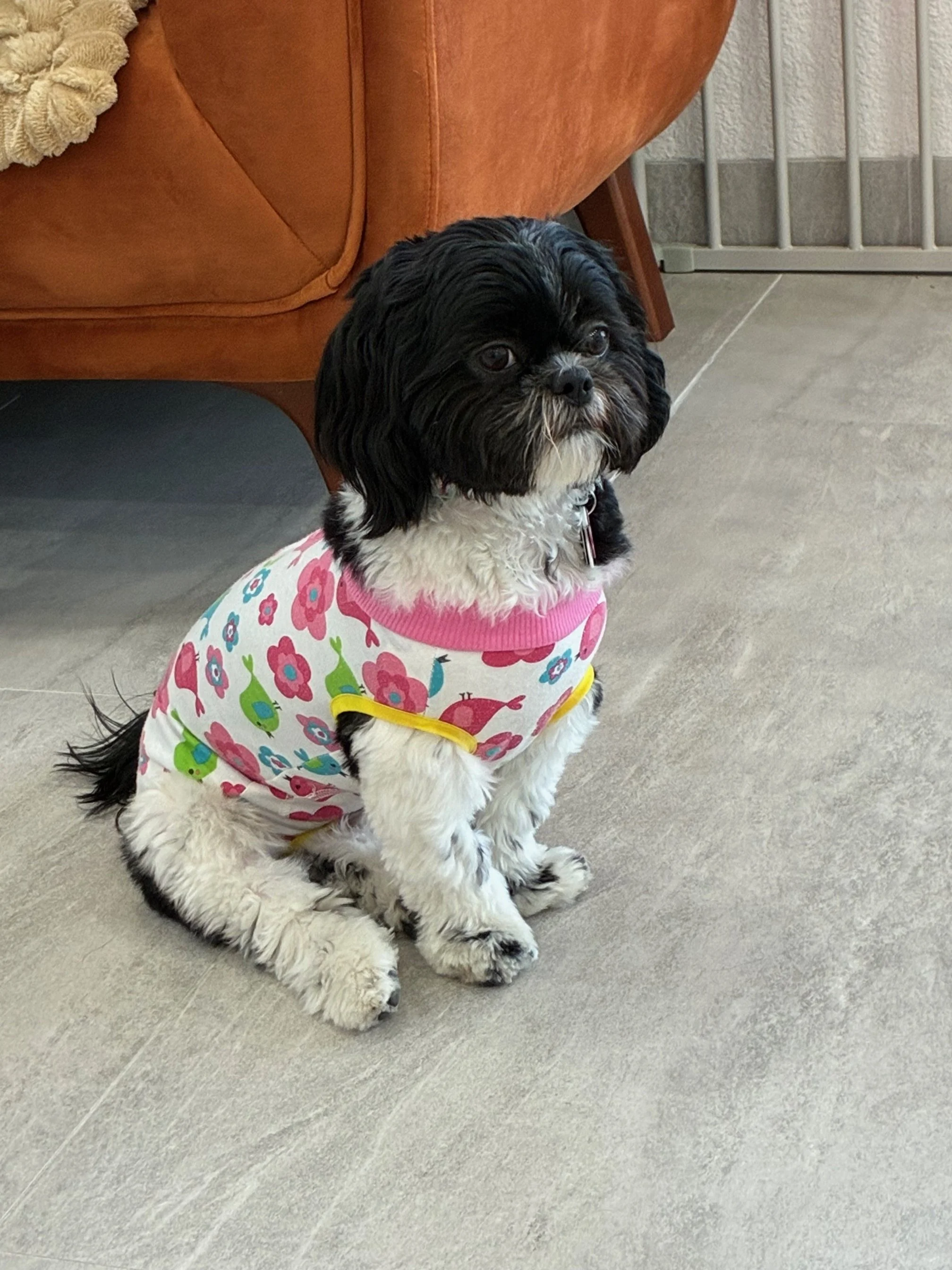 cute dog in pajamas at las vegas dog boarding