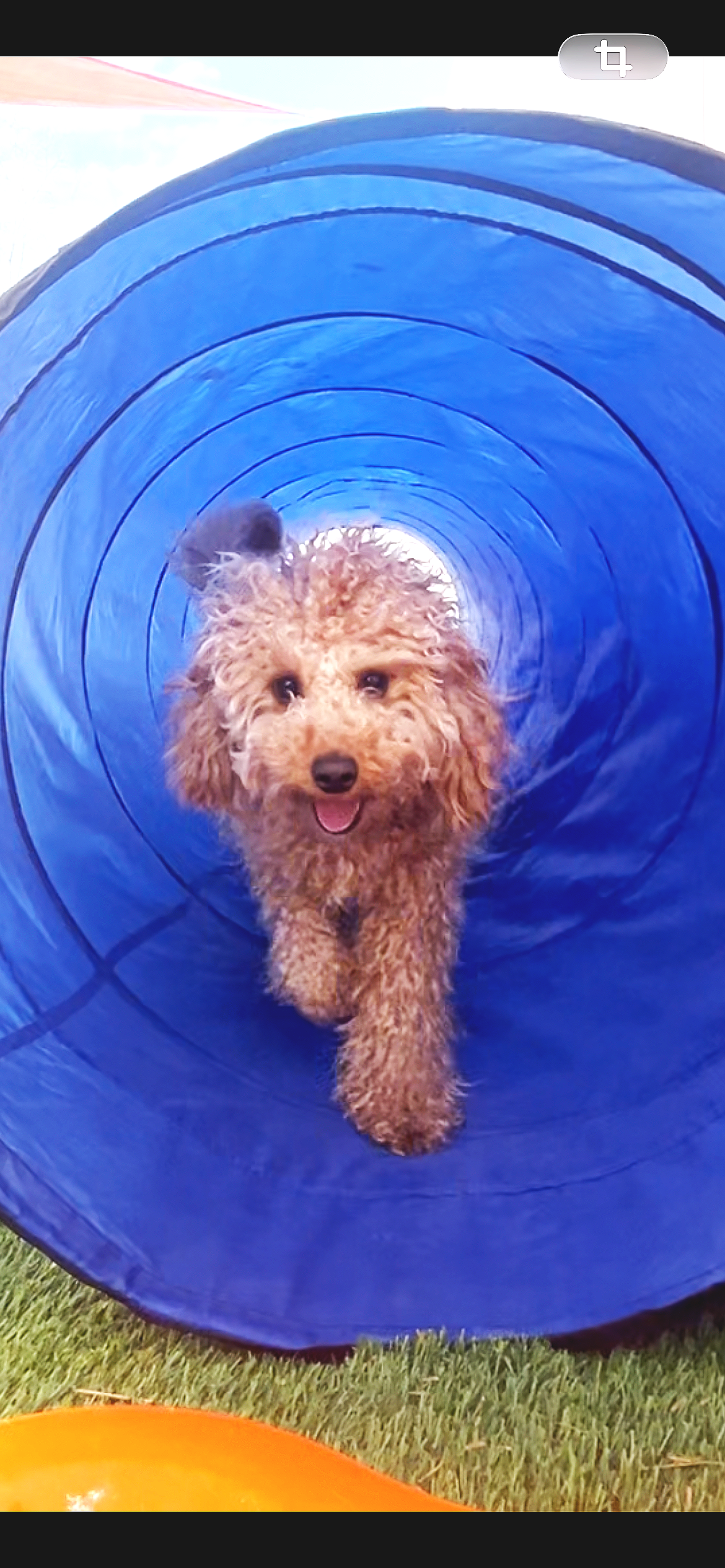 A small curly-haired dog running through a blue fabric tunnel outdoors, with a smile on its face and its tongue slightly out.