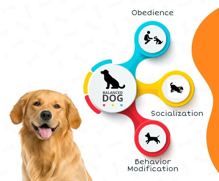 Dog Training & Behavior Modification — BratPak Dog Kamp