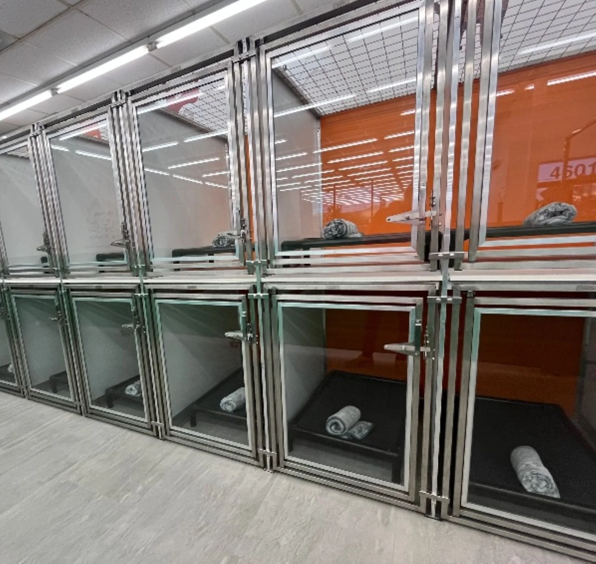 dog boarding at bratpak dog kamp