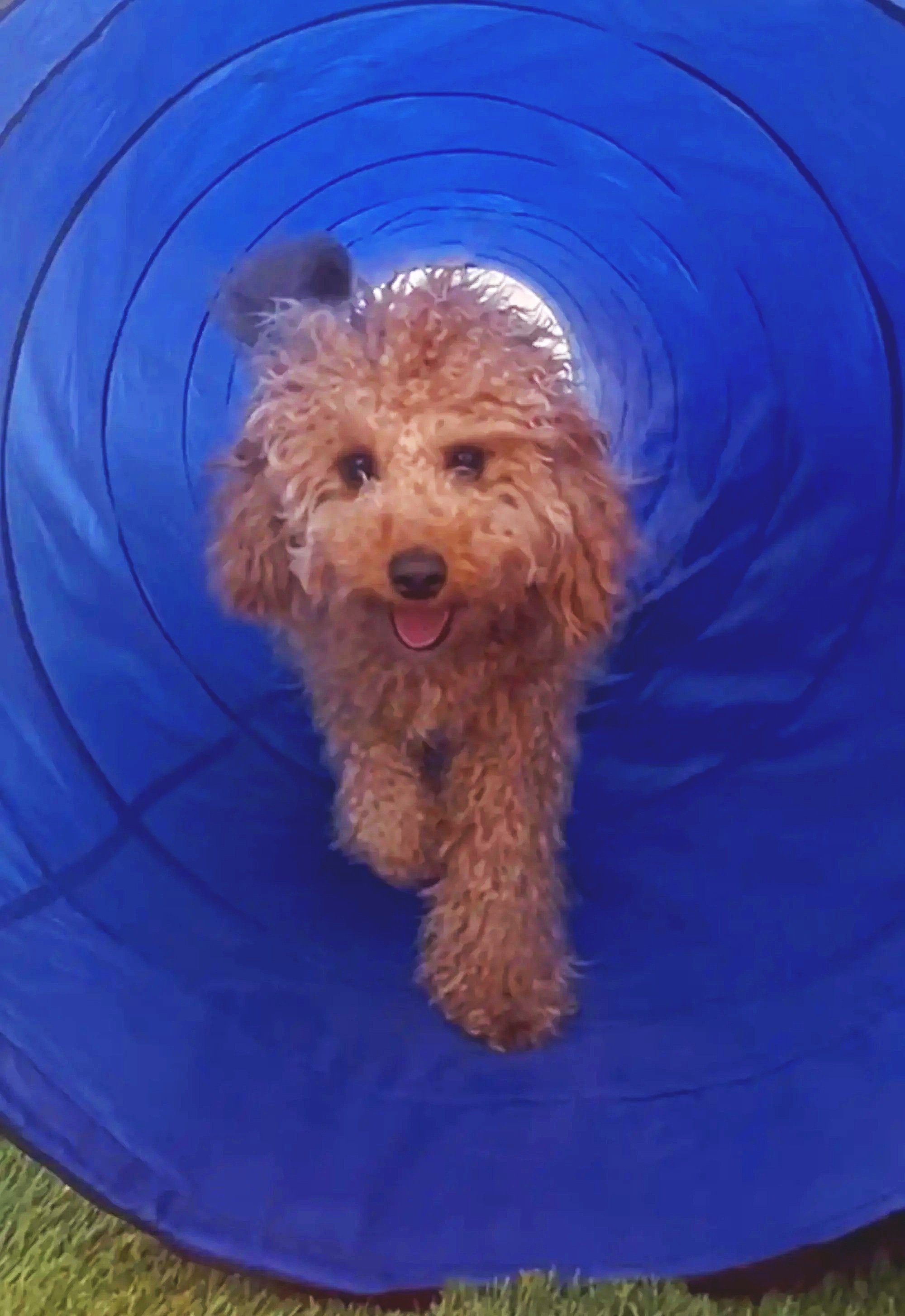cute dog inside tunnel at henderson dog daycare