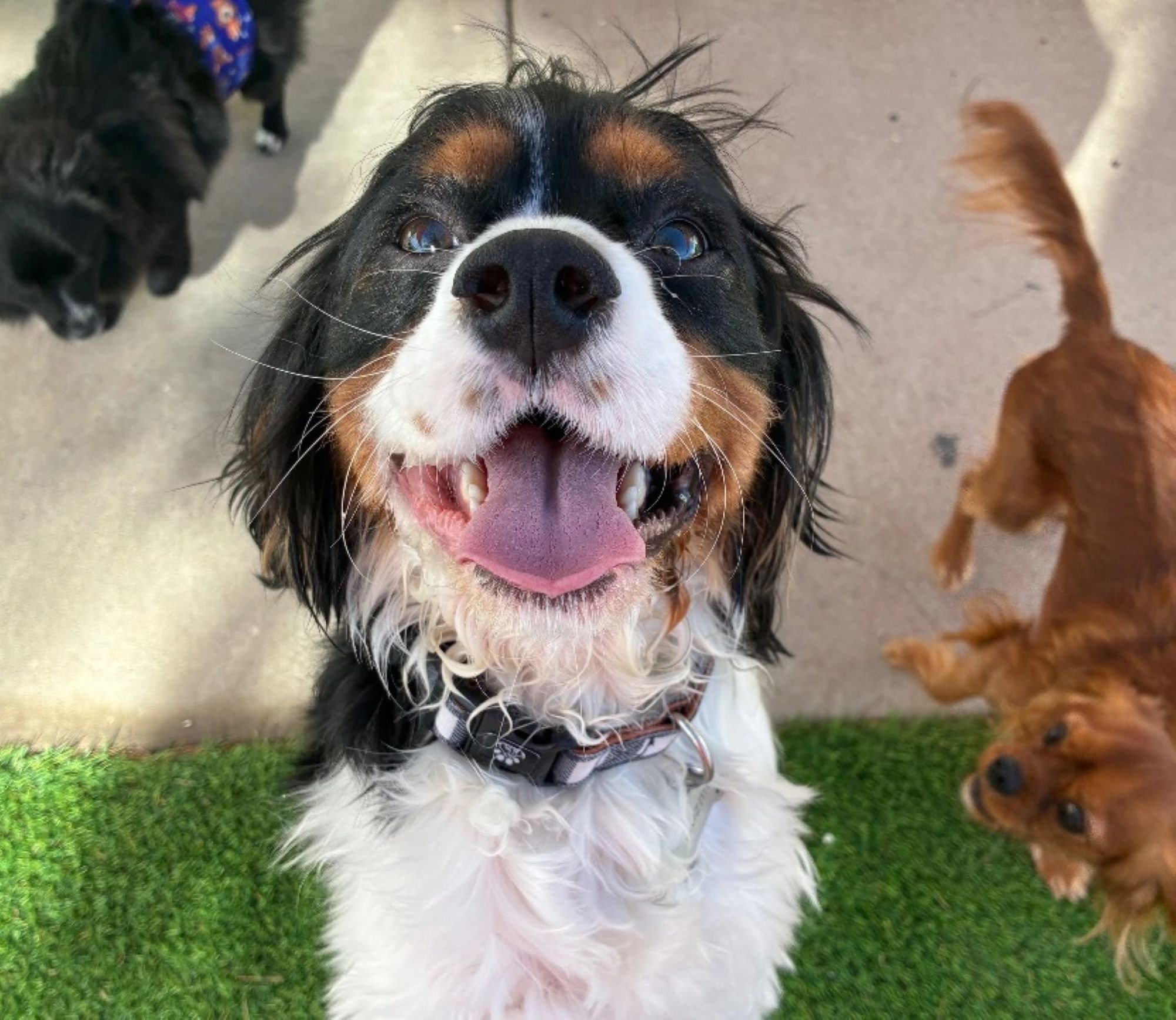 cute dog smiling in outside play yard at Henderson dog daycare