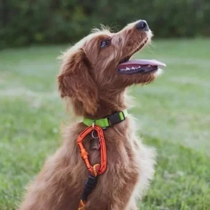 happy dog in obedience training in las vegas