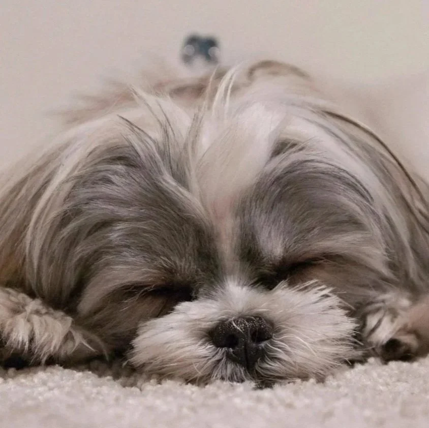 small dog sleeping safely in henderson dog boarding