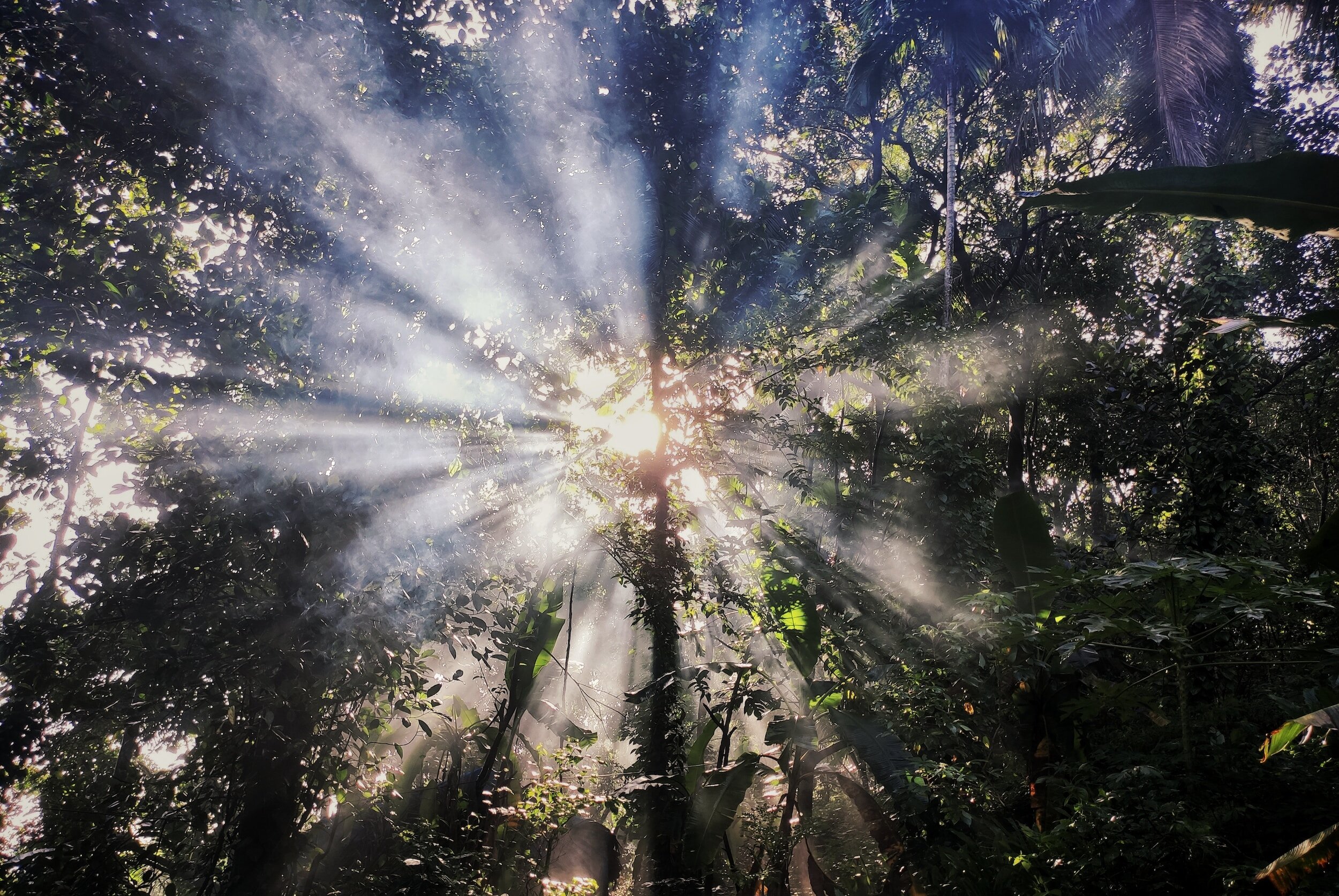 Sunlight streaming through dense rainforest trees and foliage, creating rays of light and mist.