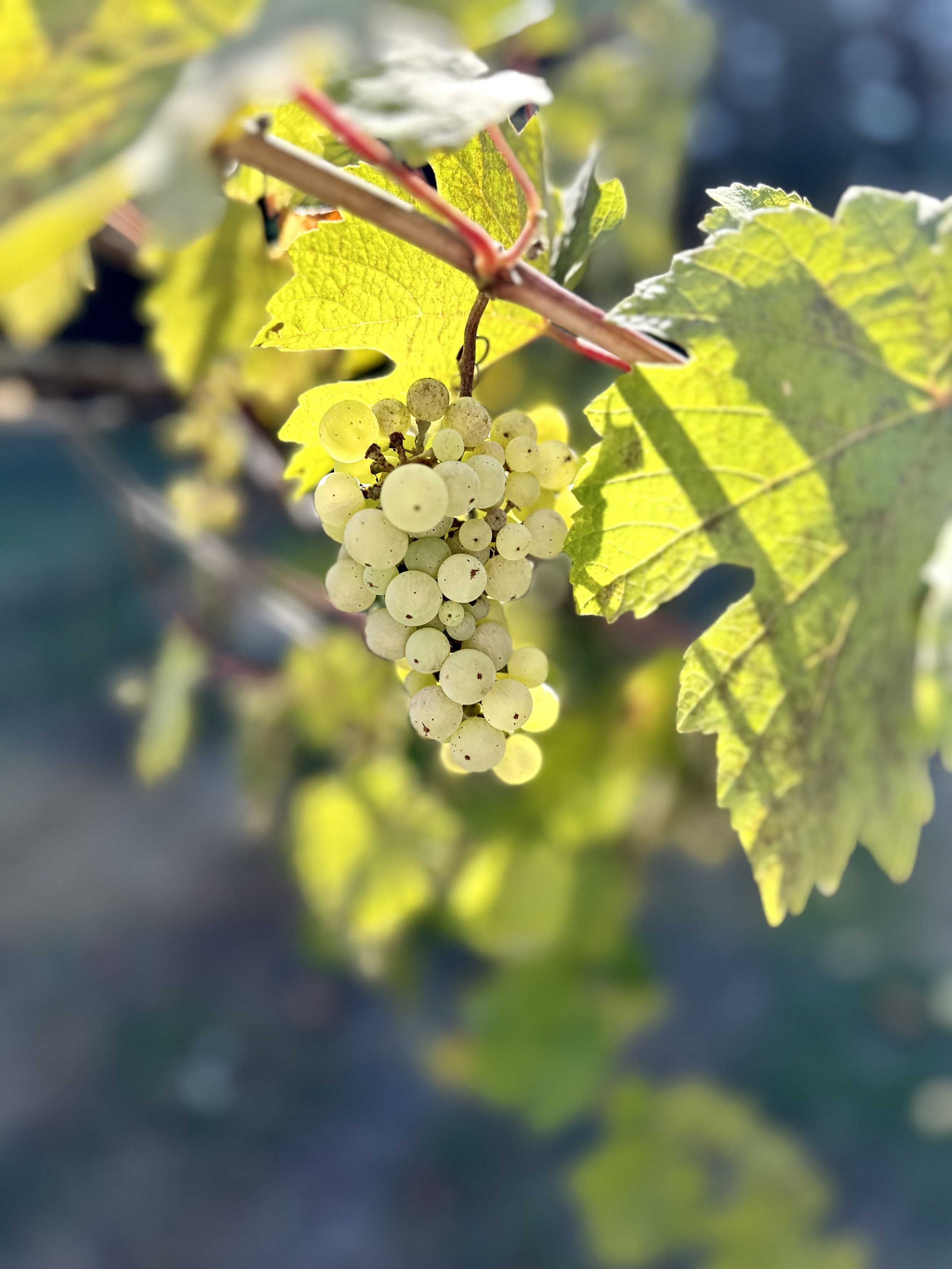 IMG_7292.jpeg