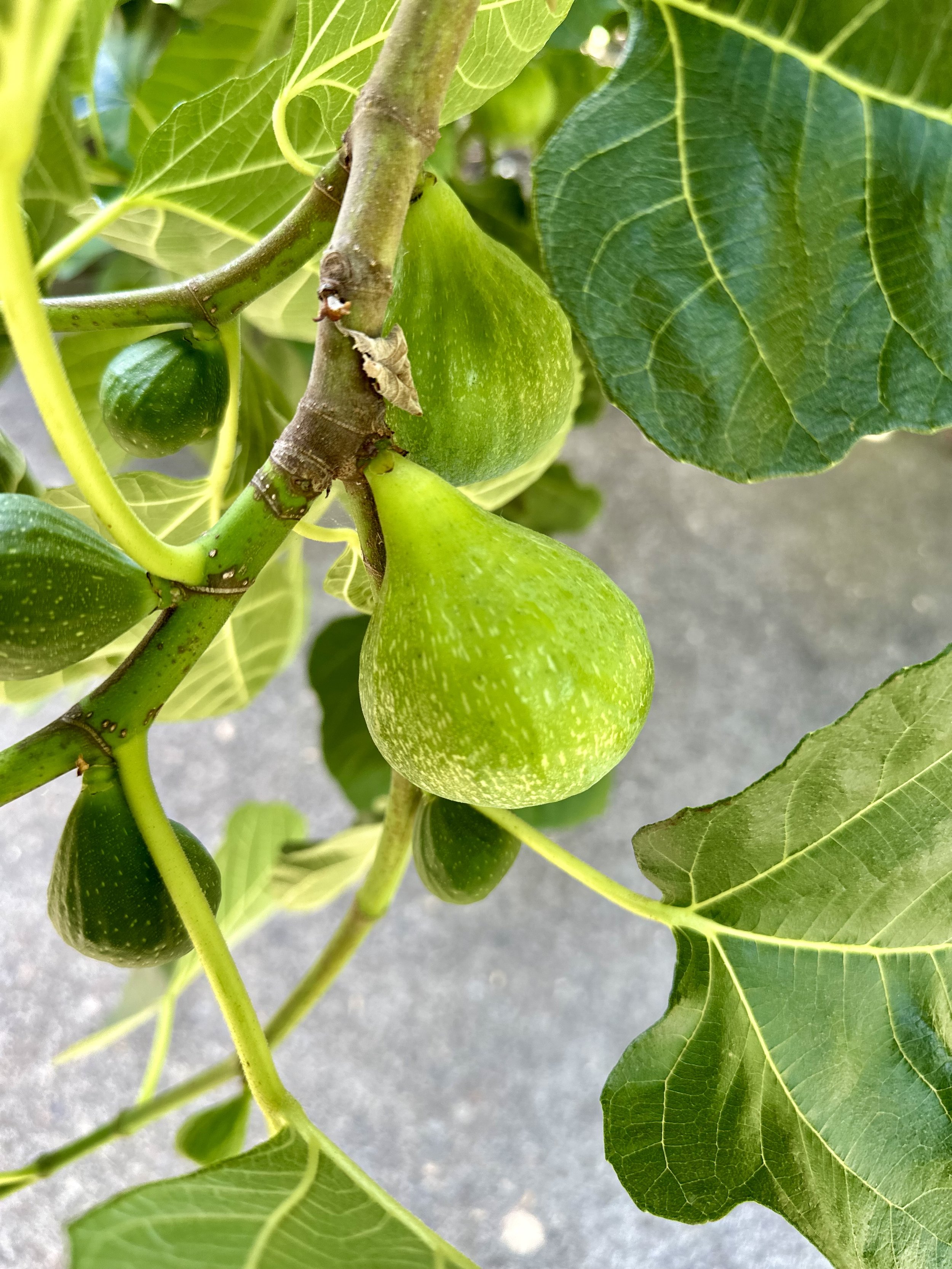 Organic Calimyrna Fig