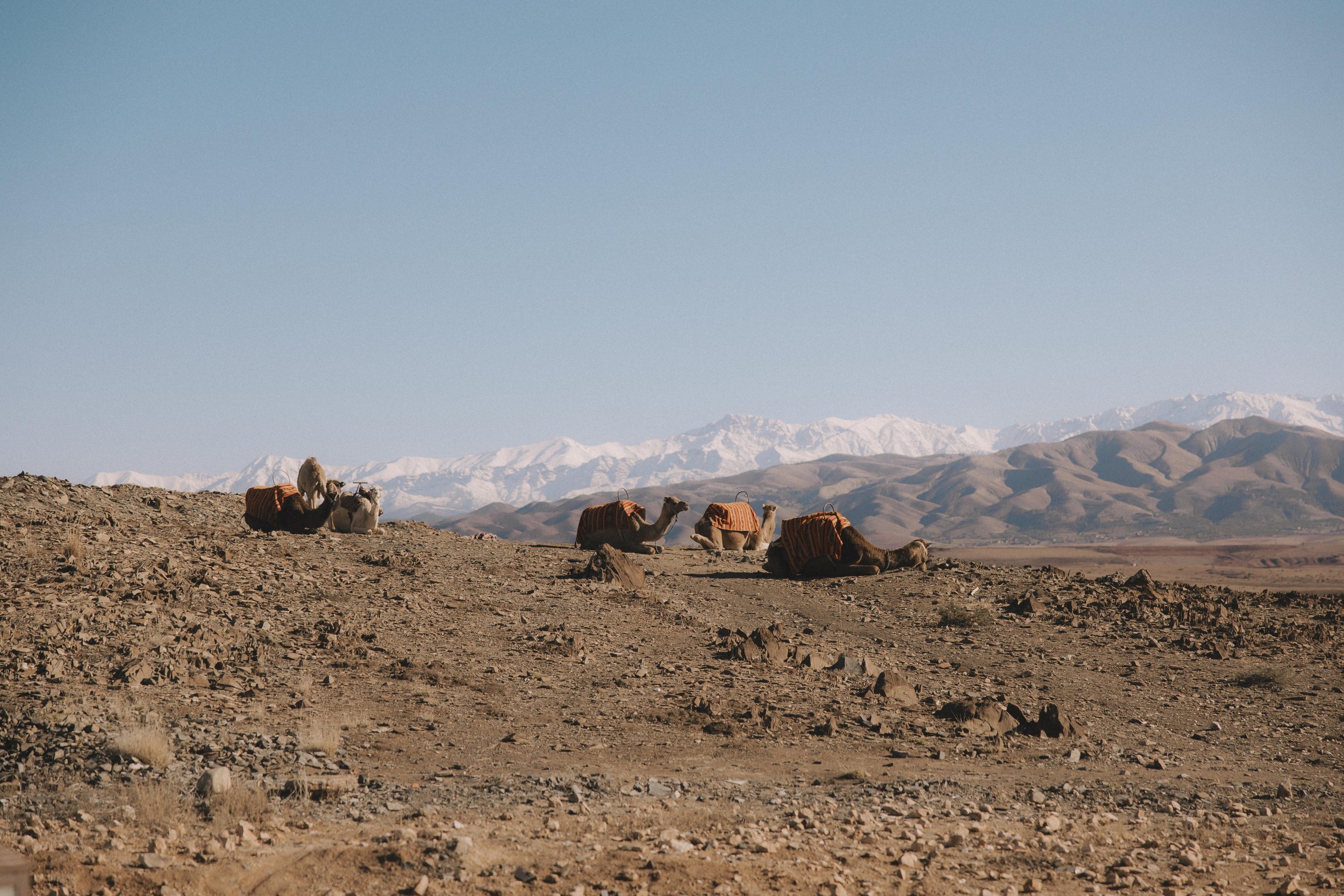 Photo 7-1-2026, 10 01 30 PM.jpg