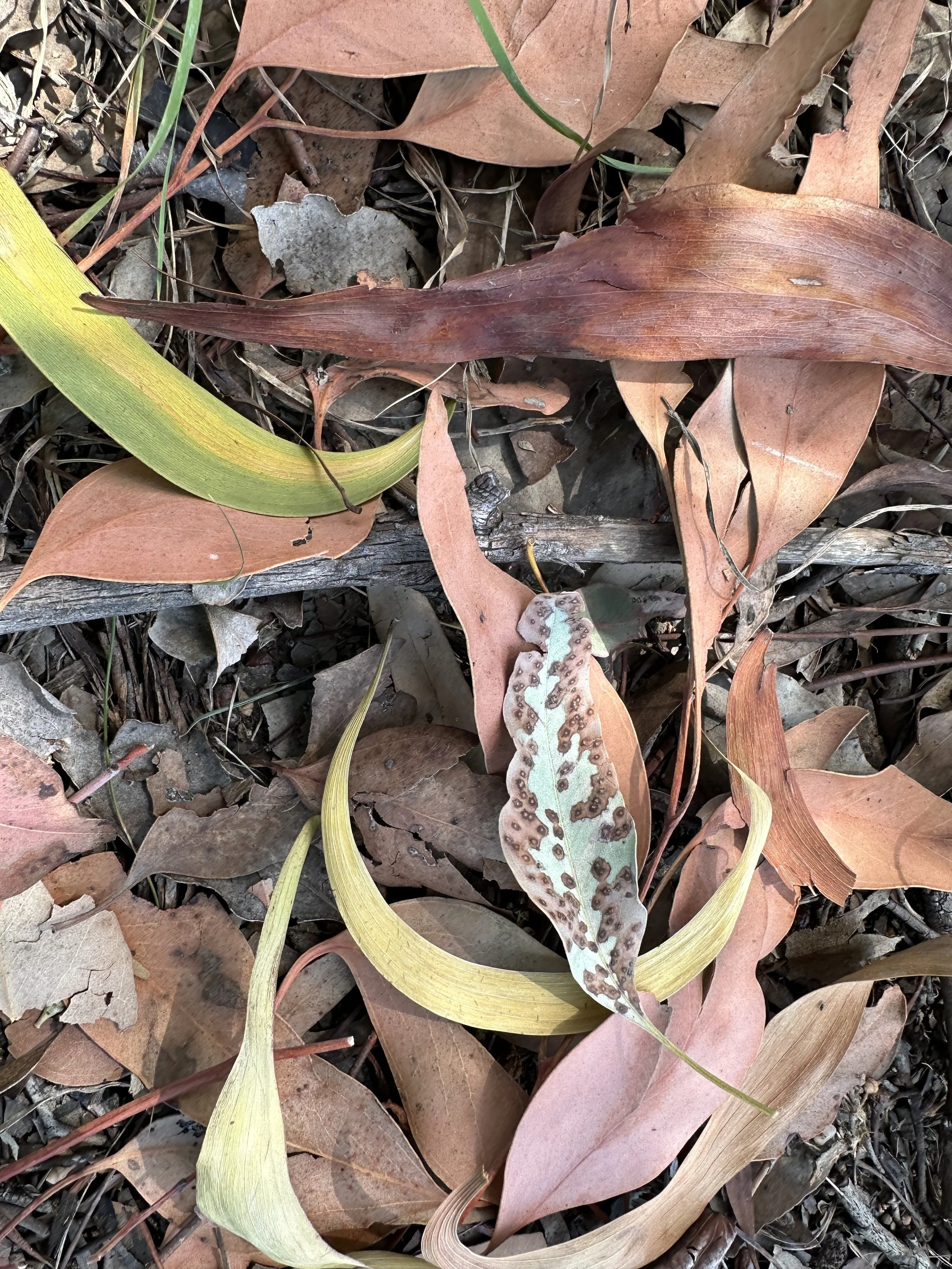 An assortment of fallen leaves in different colours, patterns and shapes. Beautiful despite decay.
