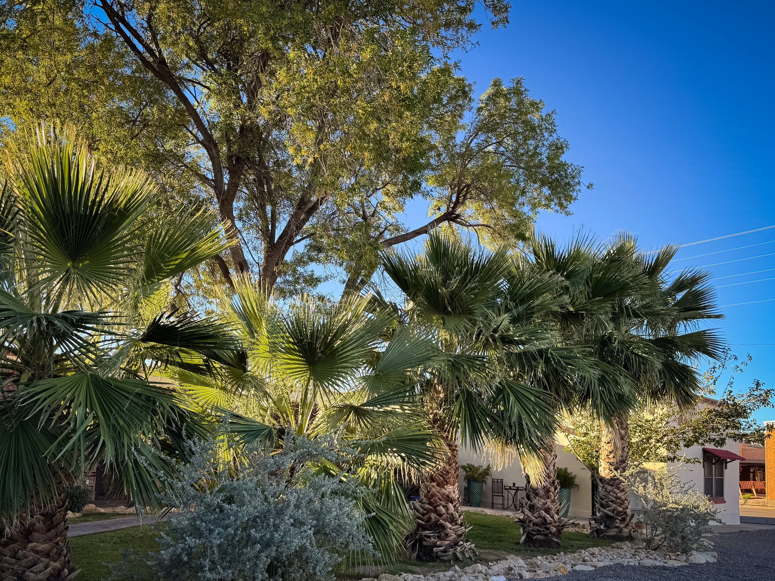 Cactus Room courtyard of trees – Hoosier Hot Springs and Inn – Truth or Consequences NM-13.jpg