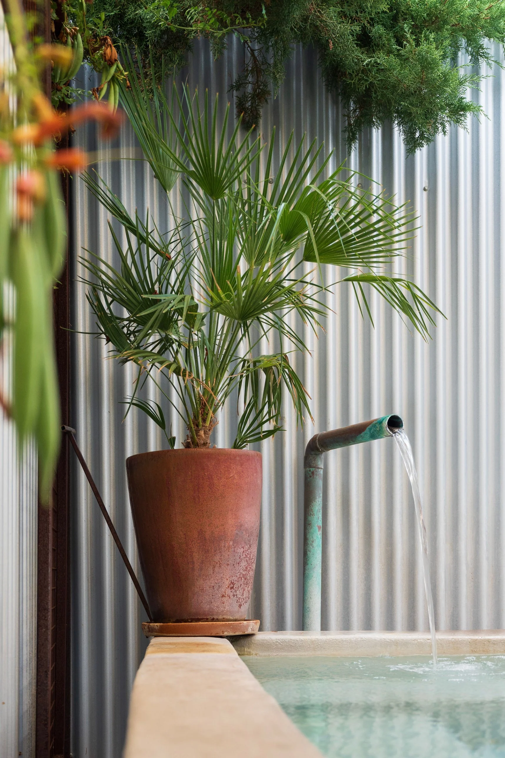Photo detail of the Cypress pool with a potted palm tree and water flowing from a copper spout