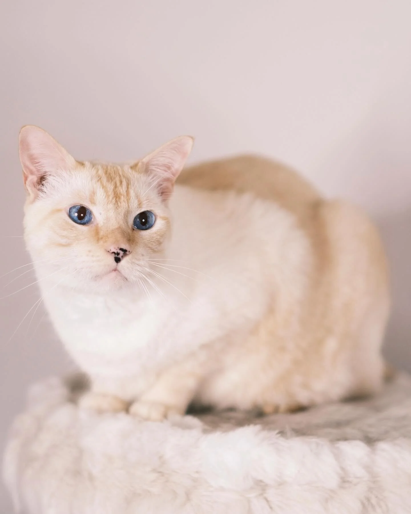 Ricky is a super star 🌟 

#fuji #fujixseries #fujifilm #xt4 #56mmf12 #petportrait #petphotography #catsofinstagram #cats