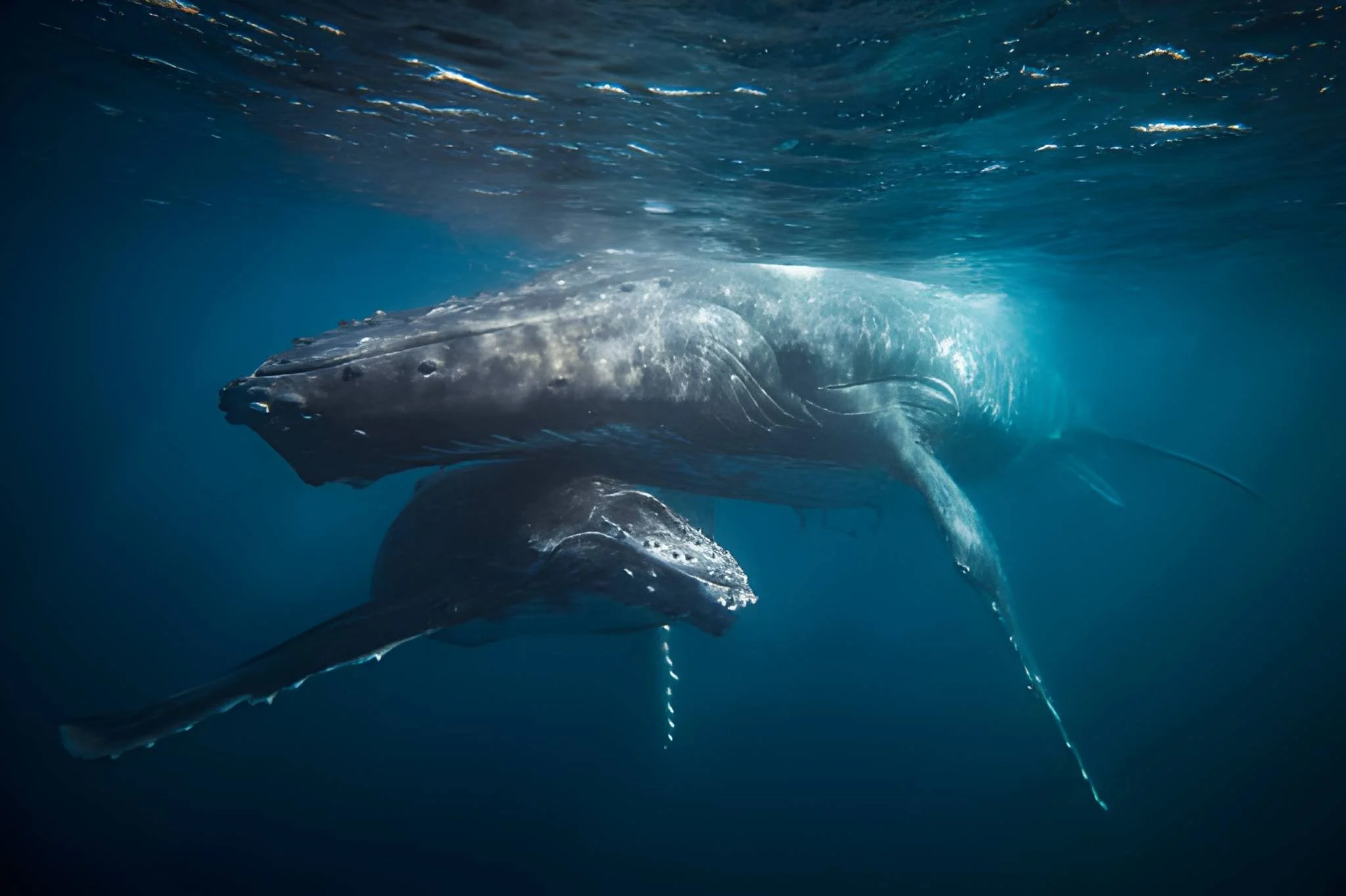 humpback whales