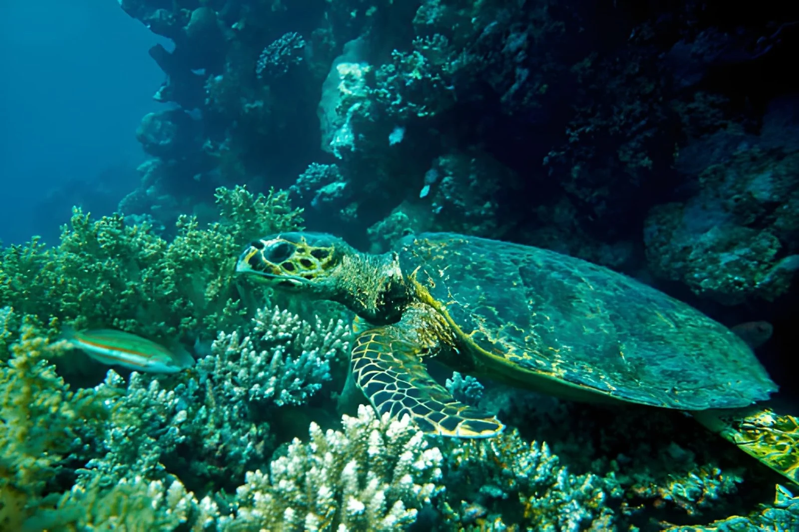 Sea turtle swimming underwater near coral reefs