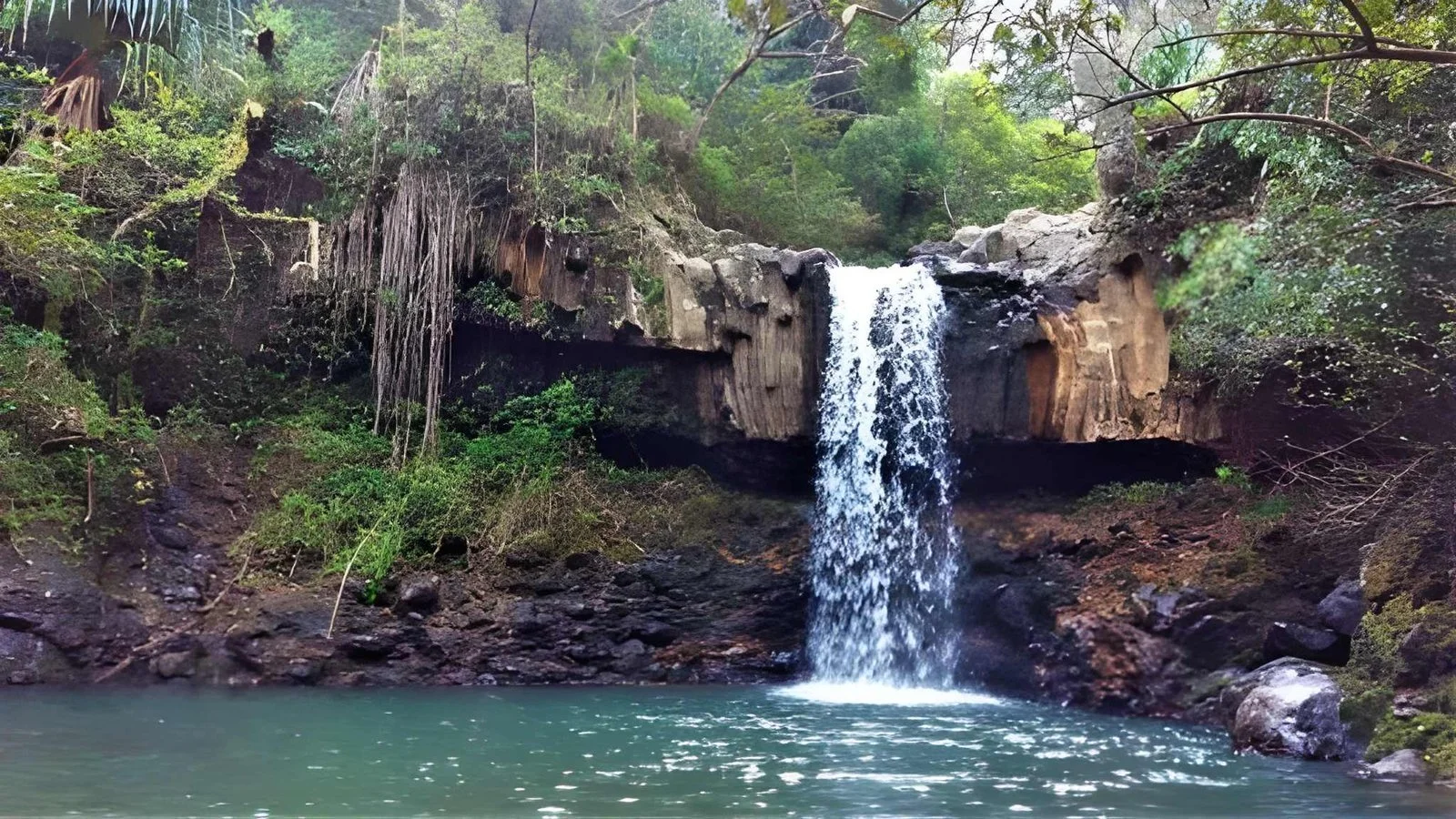 Beautiful rainforest Lahaina in Hawaii