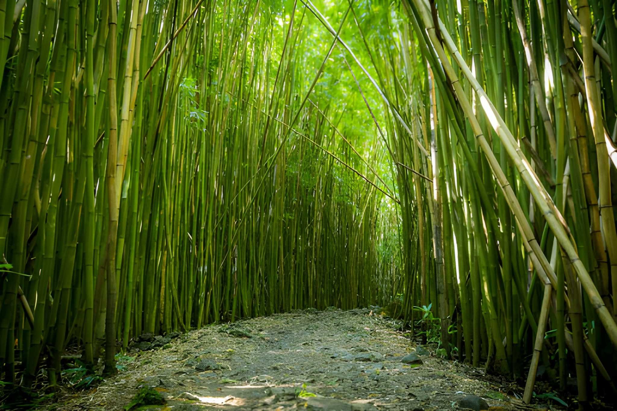 Bamboo Forests