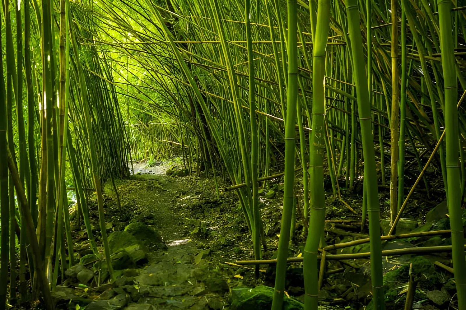 Bamboo Silence of Pipiwai Trail