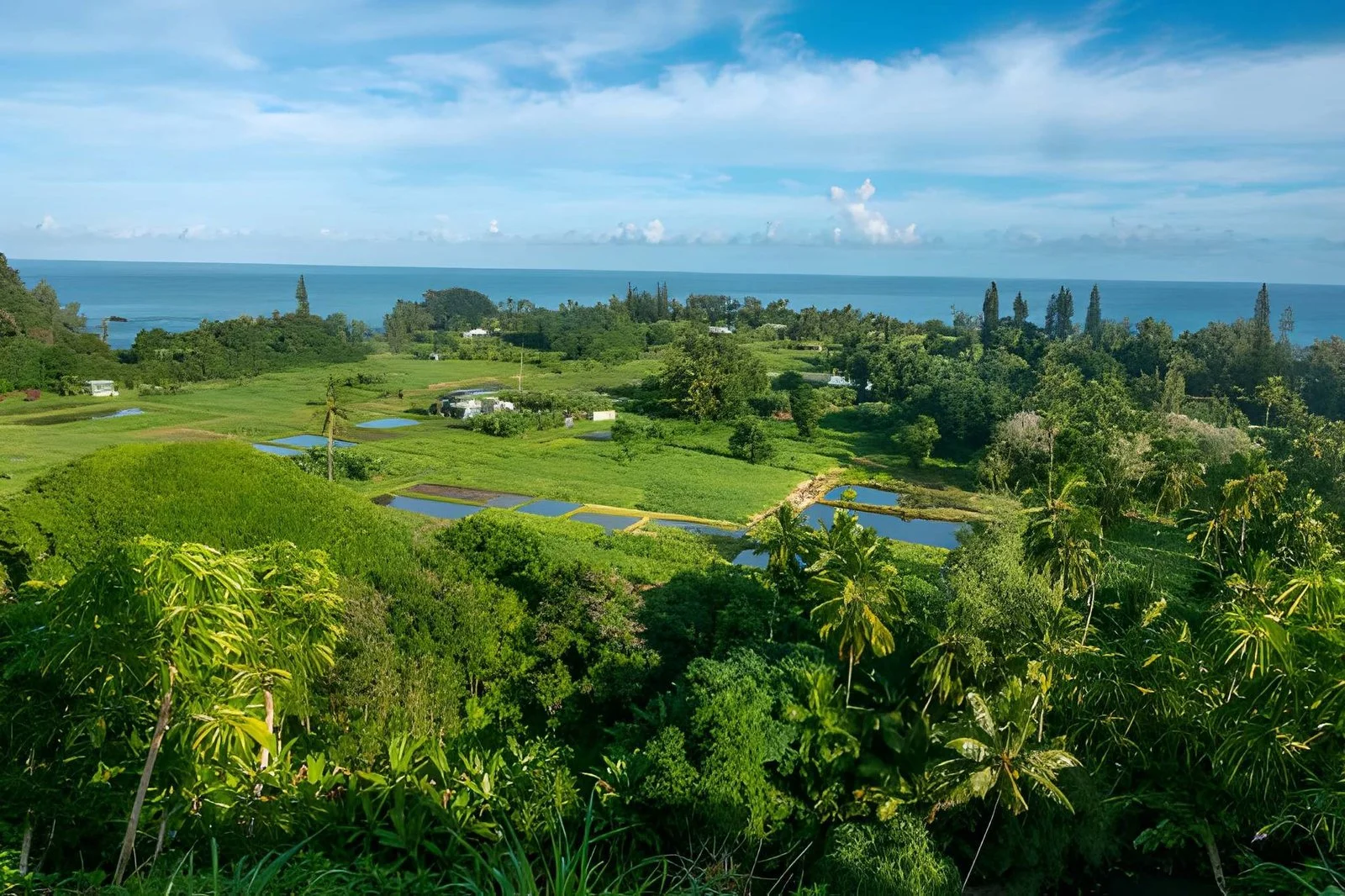 Hawaiian Agriculture at Maui Tropical Plantation Farm