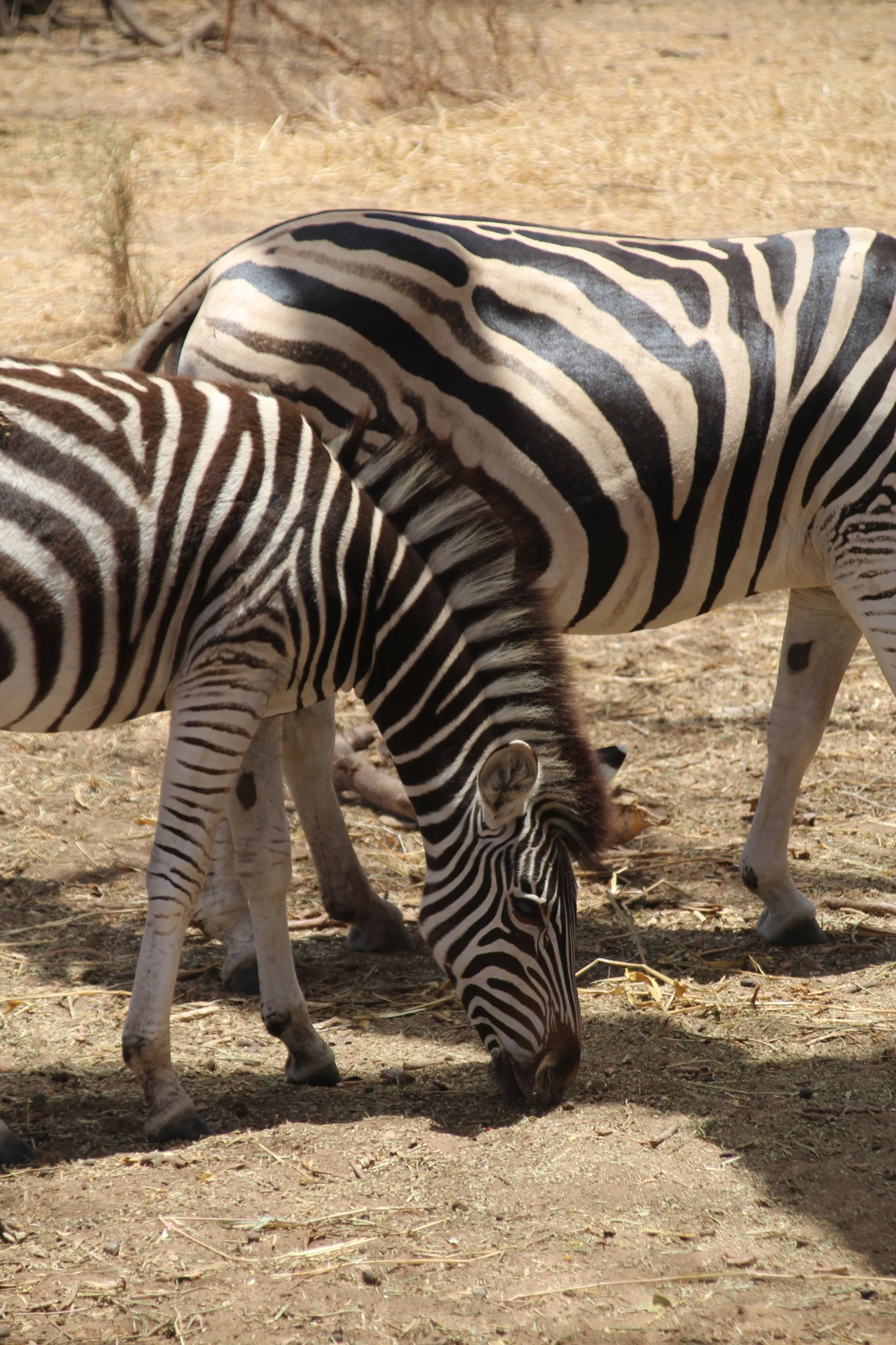 Foret de bandia  safari IMG_9832.JPG