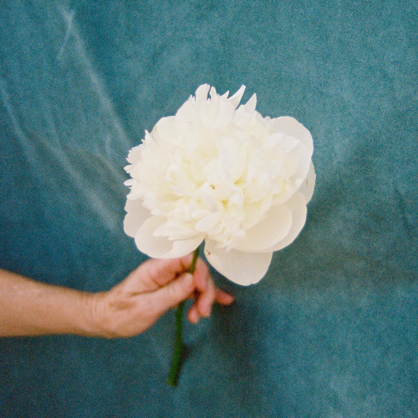 Peonies according Alaska and @alaskapeonycooperative 
Duchess de Nemours
Avalanche
Paul M Wild
My Love
Boule de Neige
Sarah Bernhardt

More about these beauties and their recent feature in the next release of my &ldquo;in the studio&rdquo; series. Si