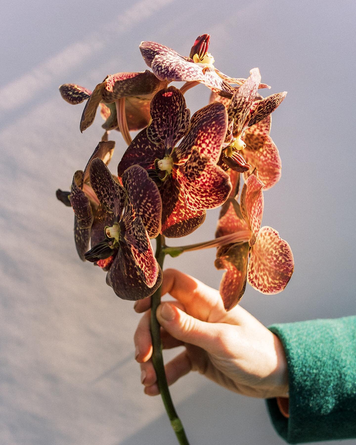 The Vanda orchid is a bouquet unto itself&hellip;also looks good en masse if you have the budget for it 😌
.
.
.
#vandaorchid #brownflower #copperflower #spottedflower #weirdflowers