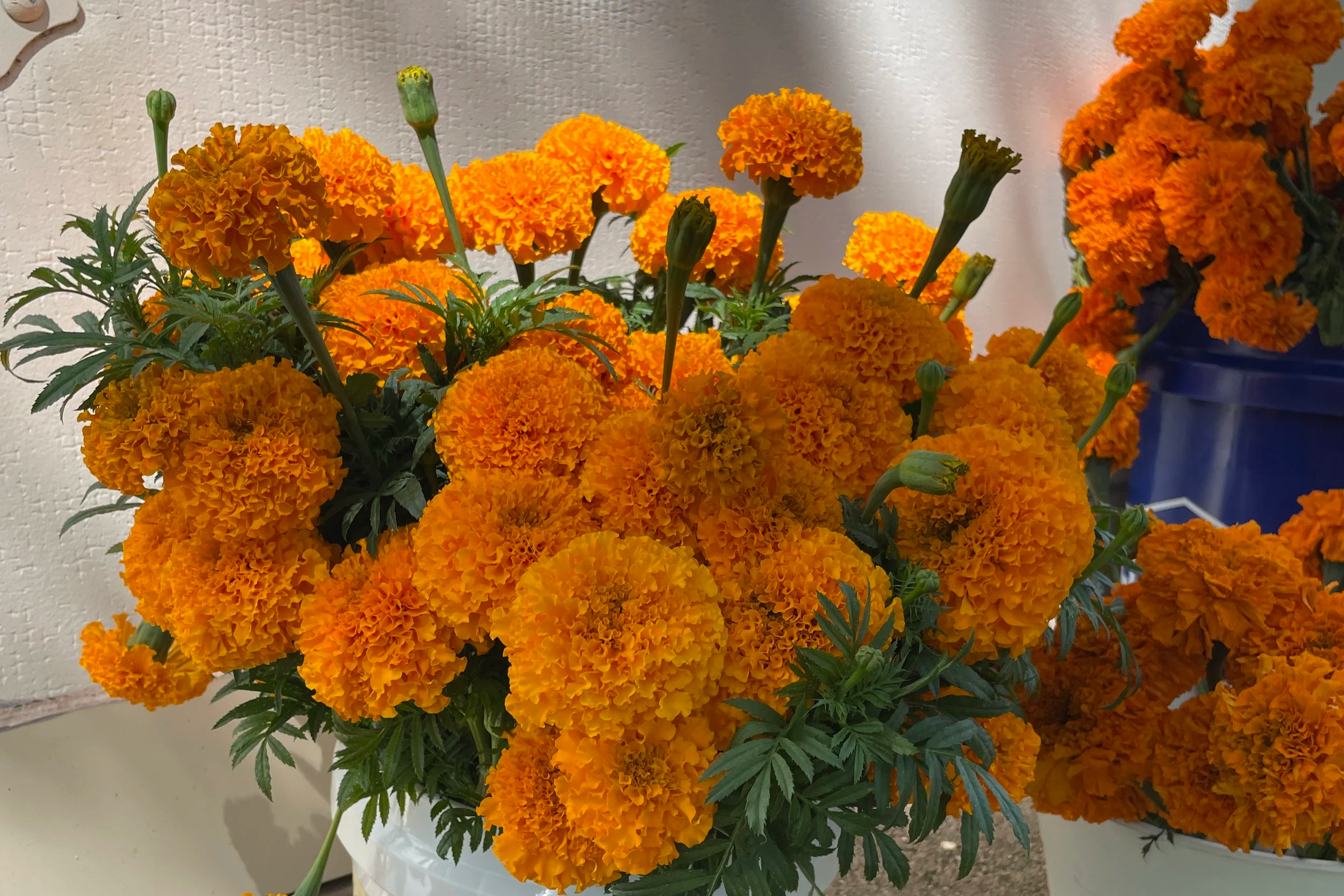 Sourcing Marigolds