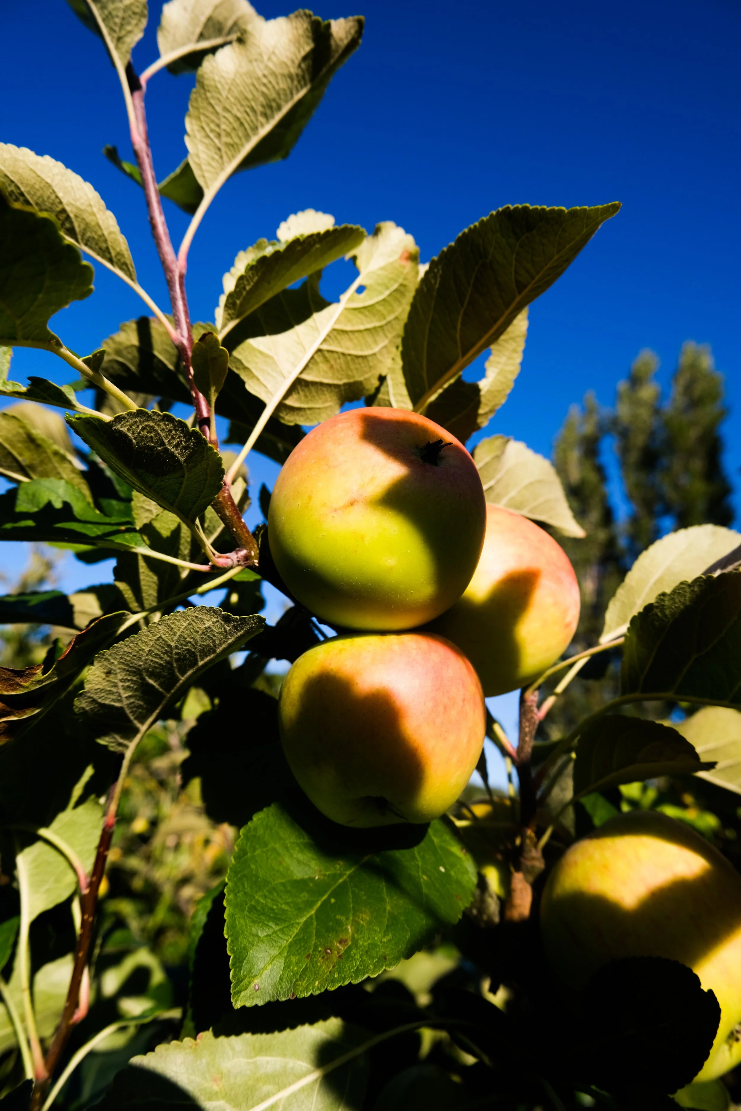 Apple Picking 🍎