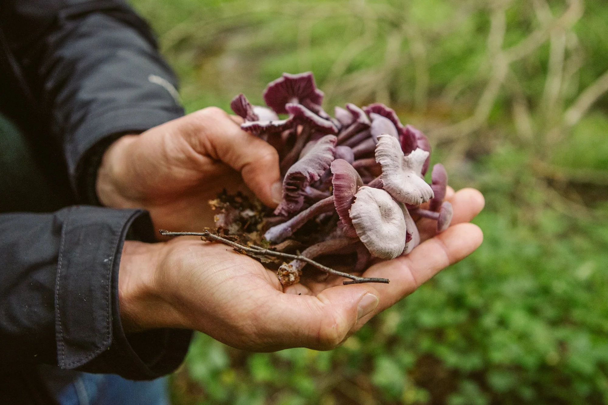 Mushroom Foraging with David Winnard