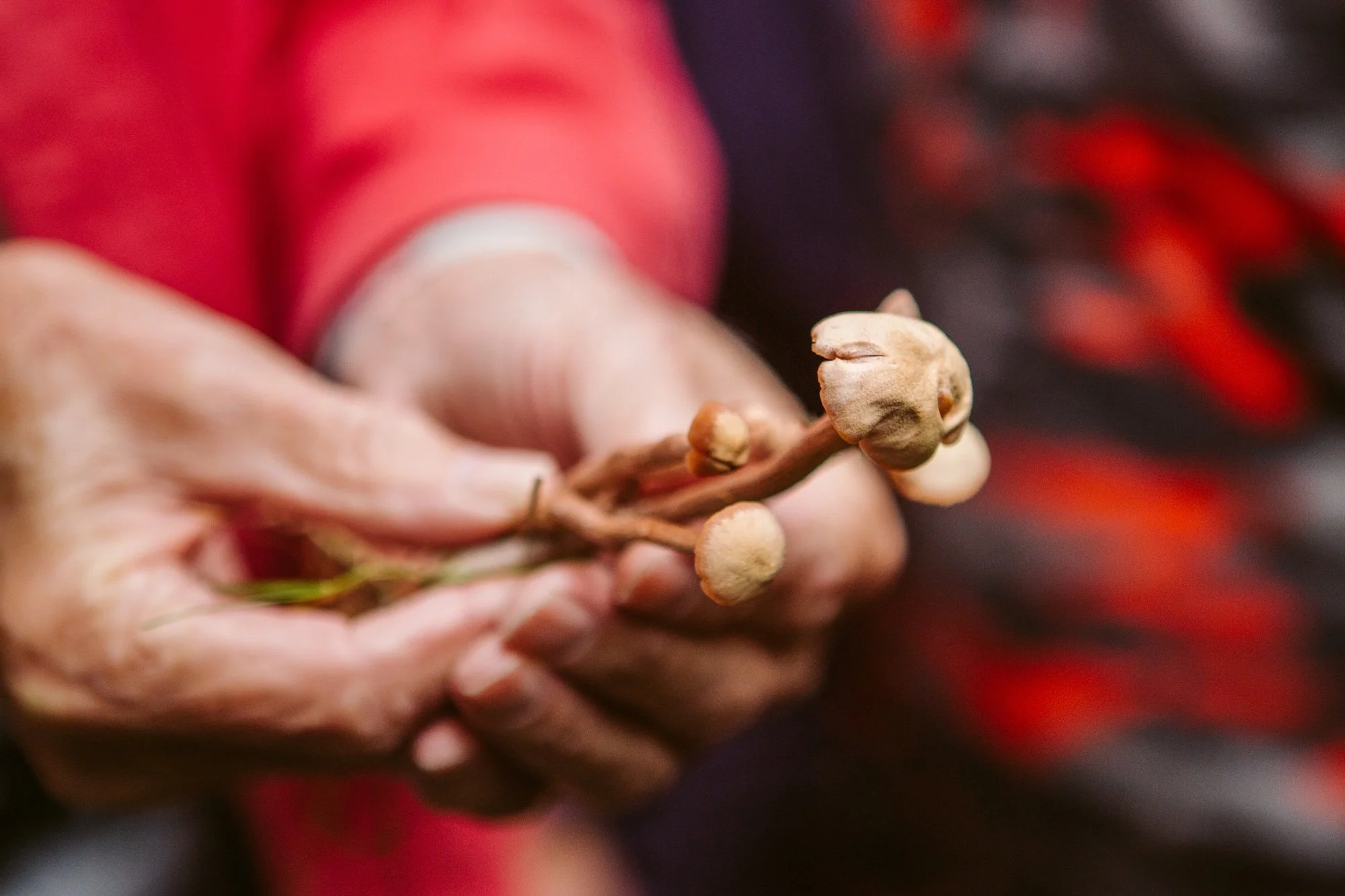 Mushroom Foraging with David Winnard