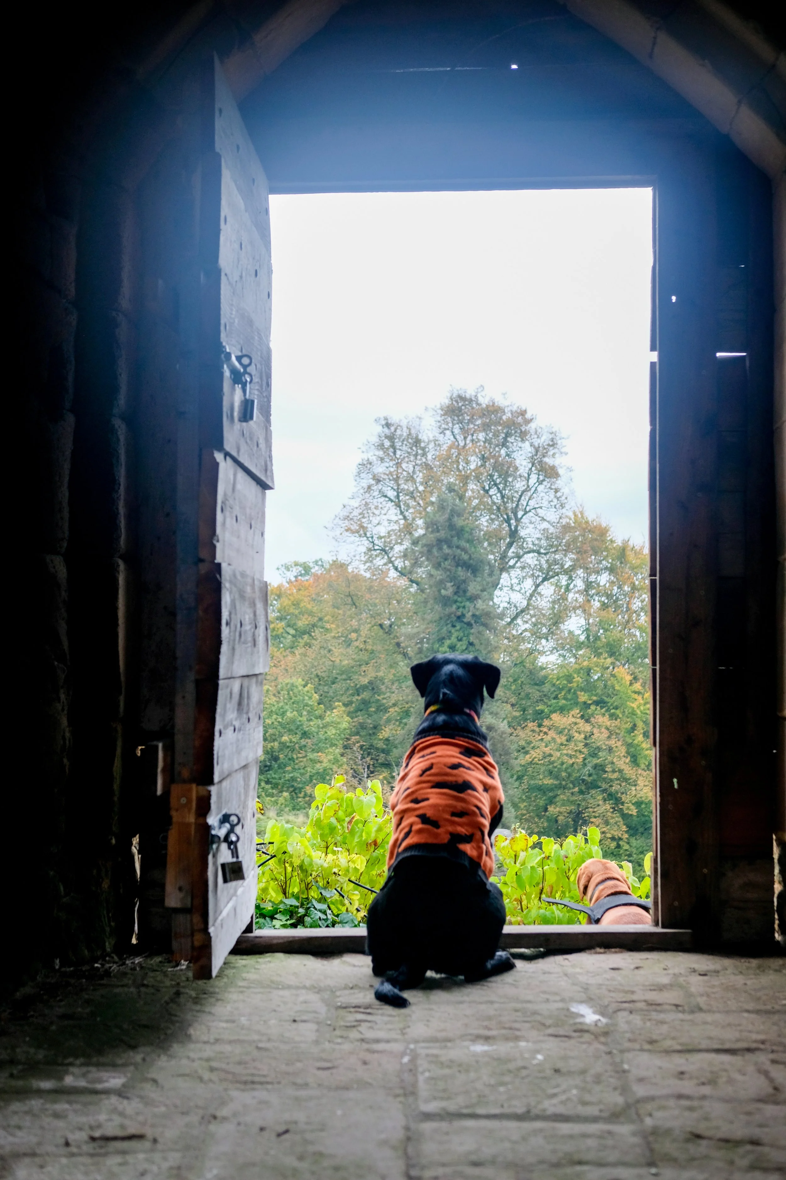 Spooky Dog Walk from Hawarden Estate Farm Shop