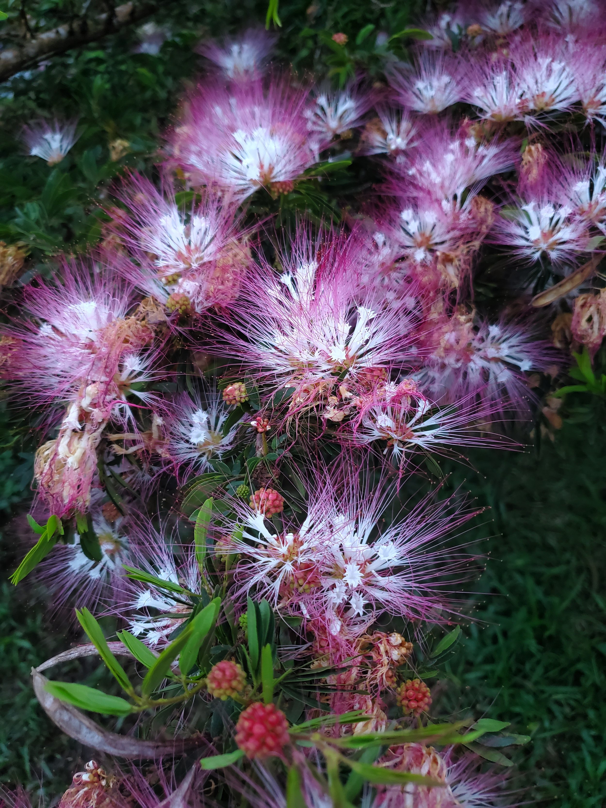 Plant's Name here