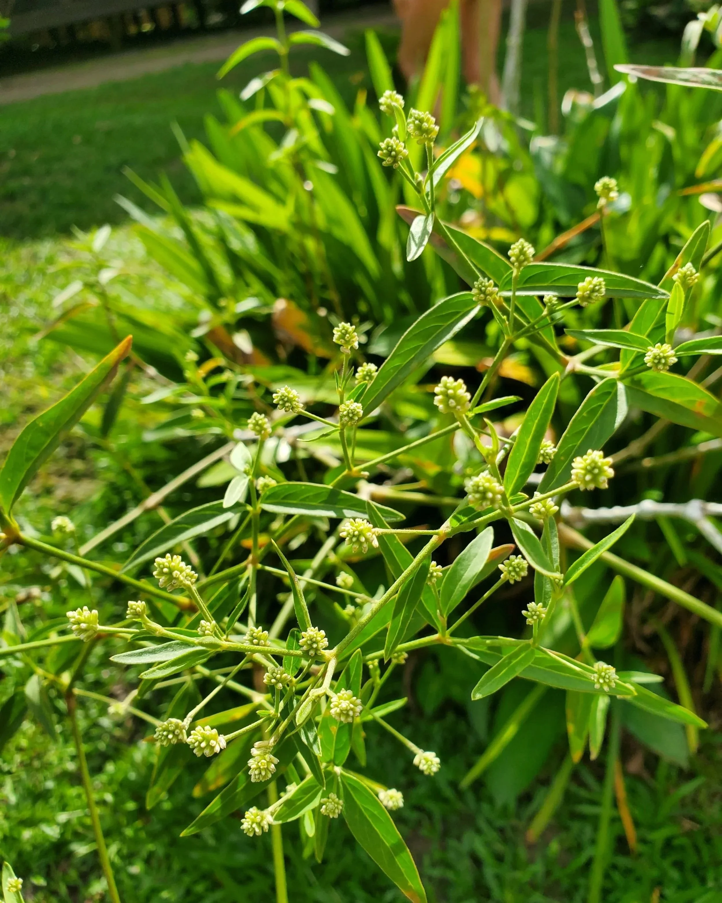 Plant name here